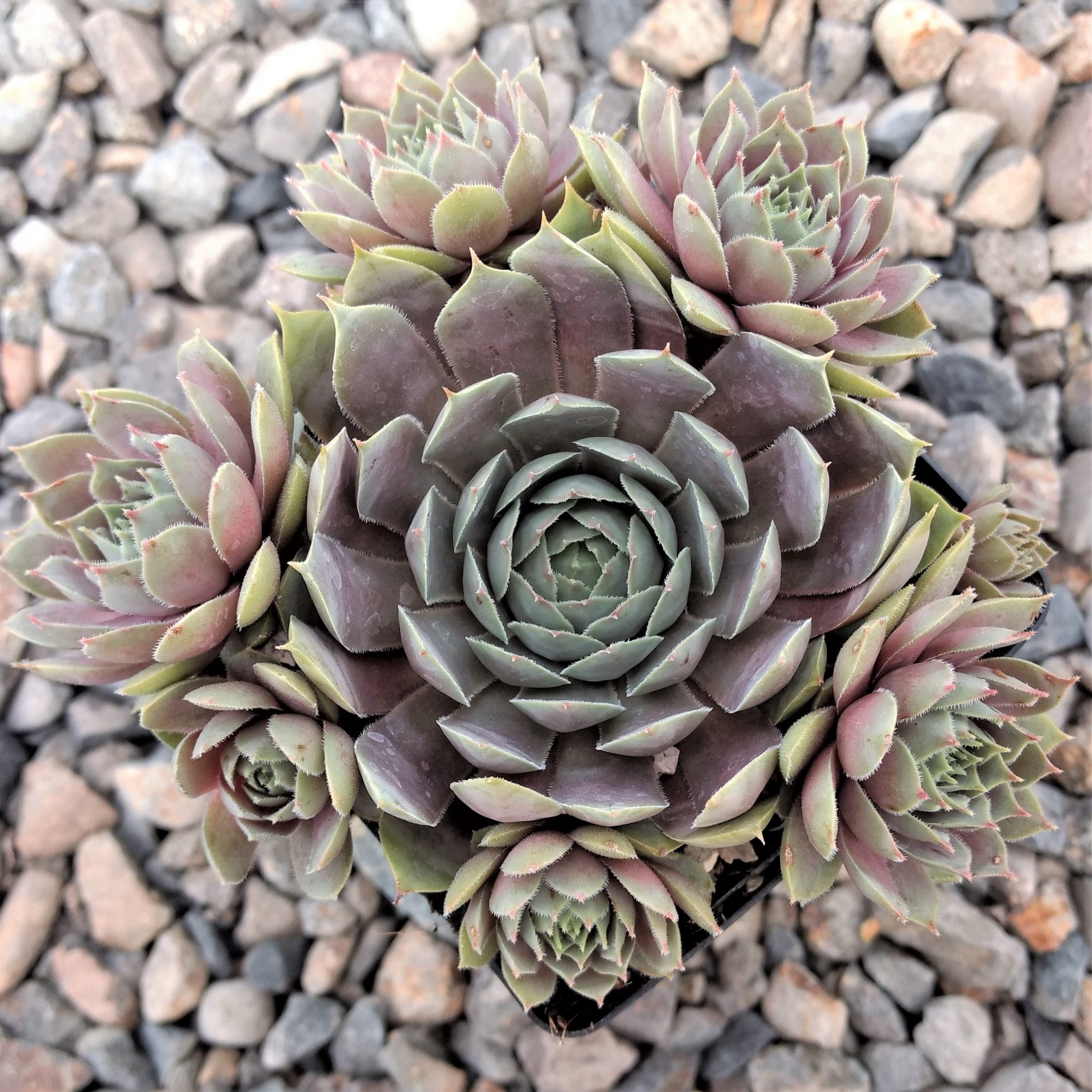 Sempervivum 'Pacific Blue Ice' - Hens & Chicks (3.5" Pot) - Image 3