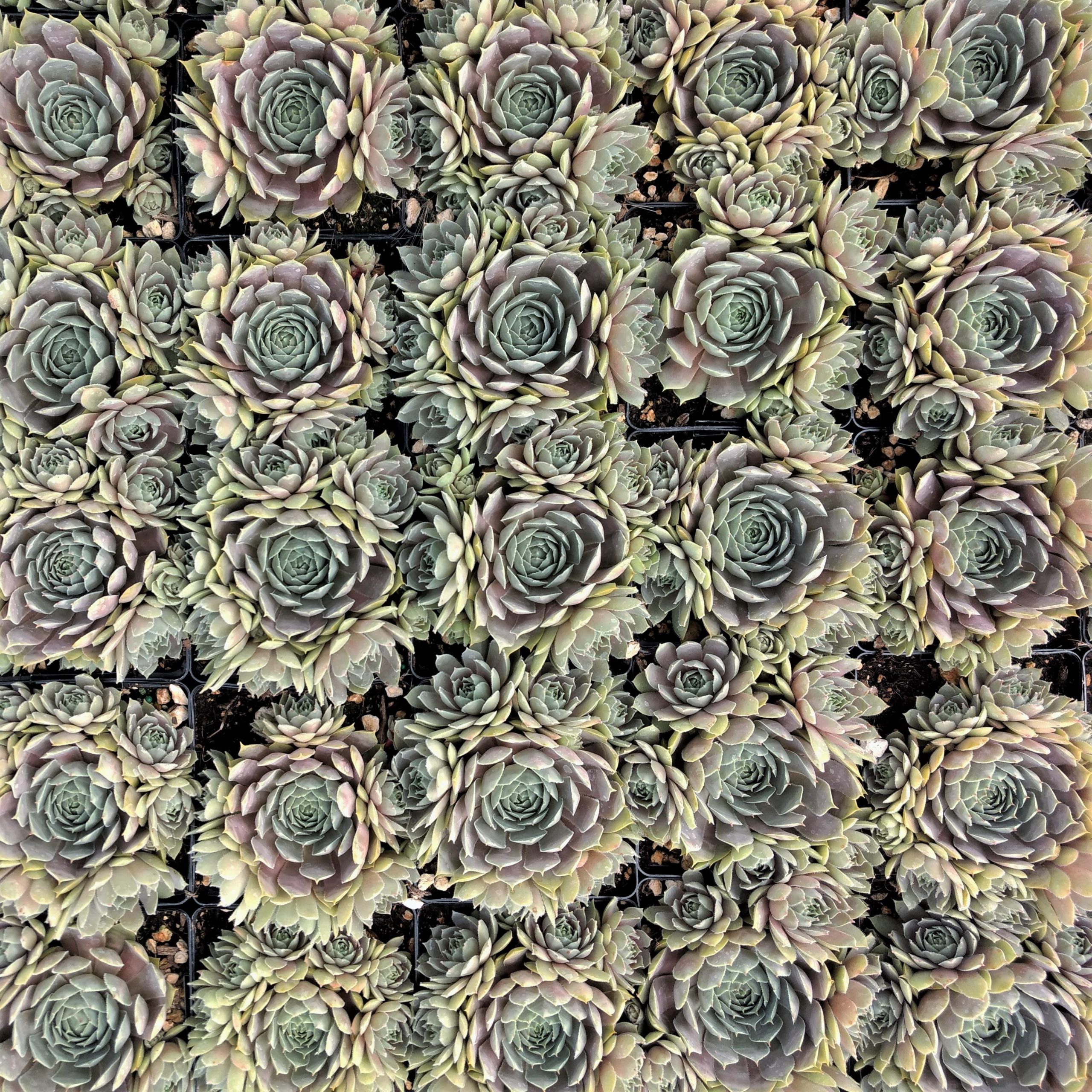 Sempervivum 'Pacific Blue Ice' - Hens & Chicks (3.5" Pot) - Image 6