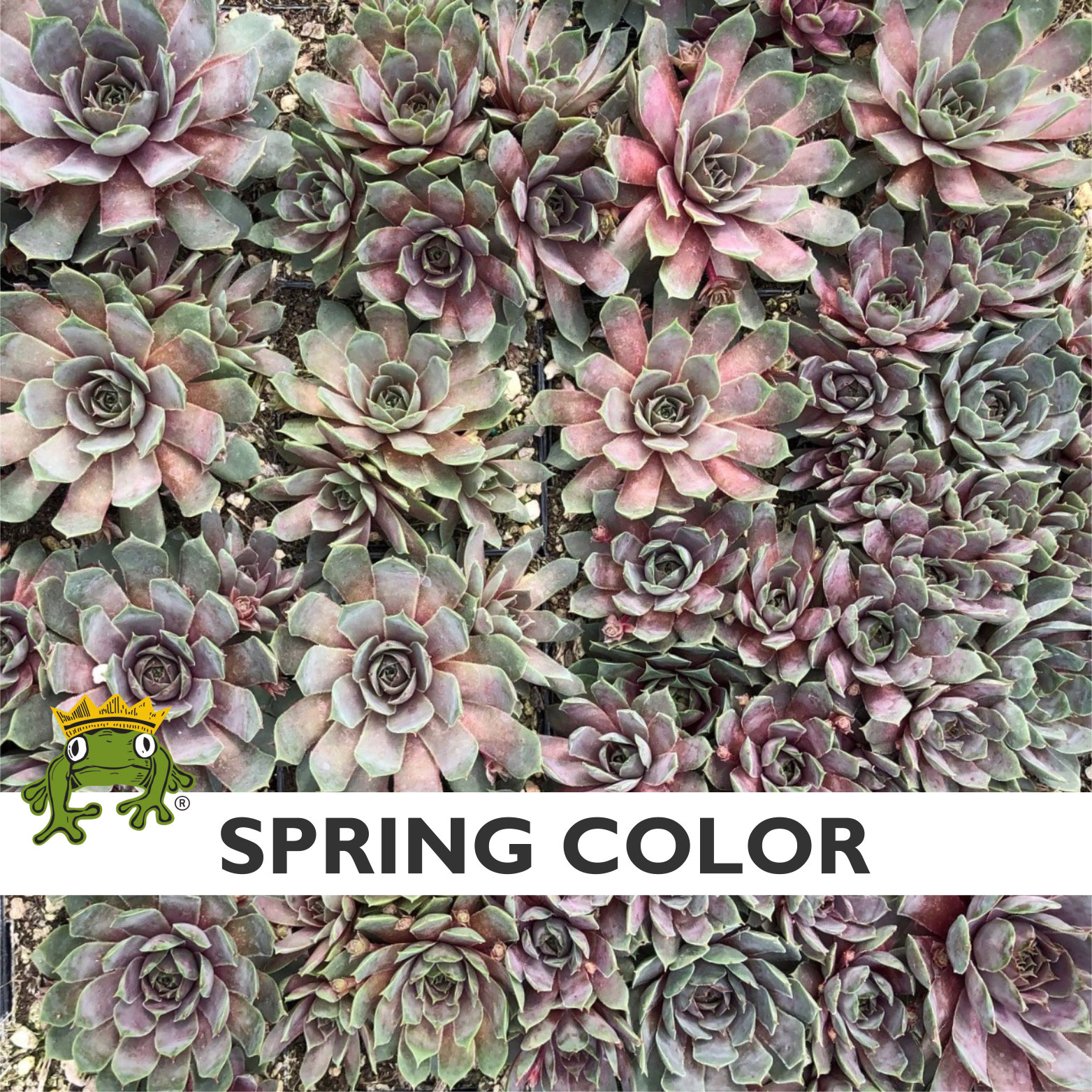 Sempervivum 'Pacific Blue Ice' - Hens & Chicks (3.5" Pot) - Image 5