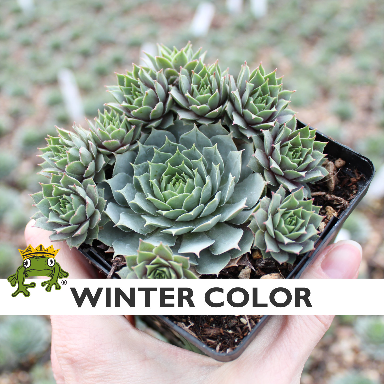 Sempervivum 'Pacific Blue Ice' - Hens & Chicks (3.5" Pot) - Image 4