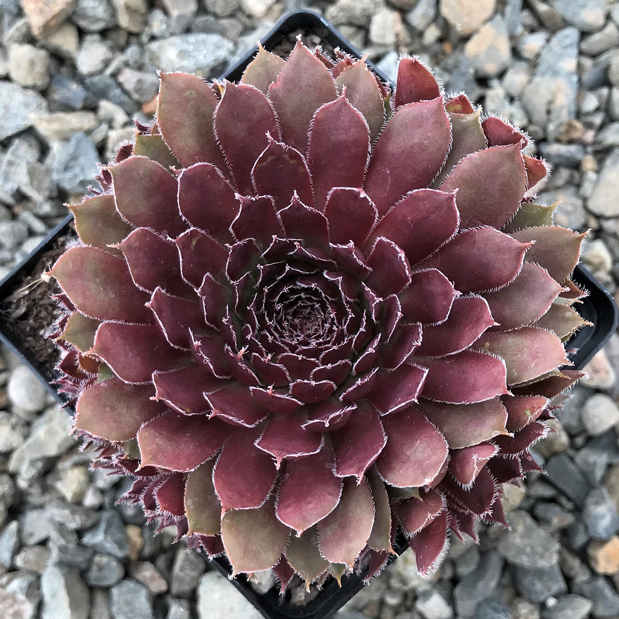 Sempervivum 'Pacific Mayfair Imp' - Hens & Chicks (3.5" Pot)