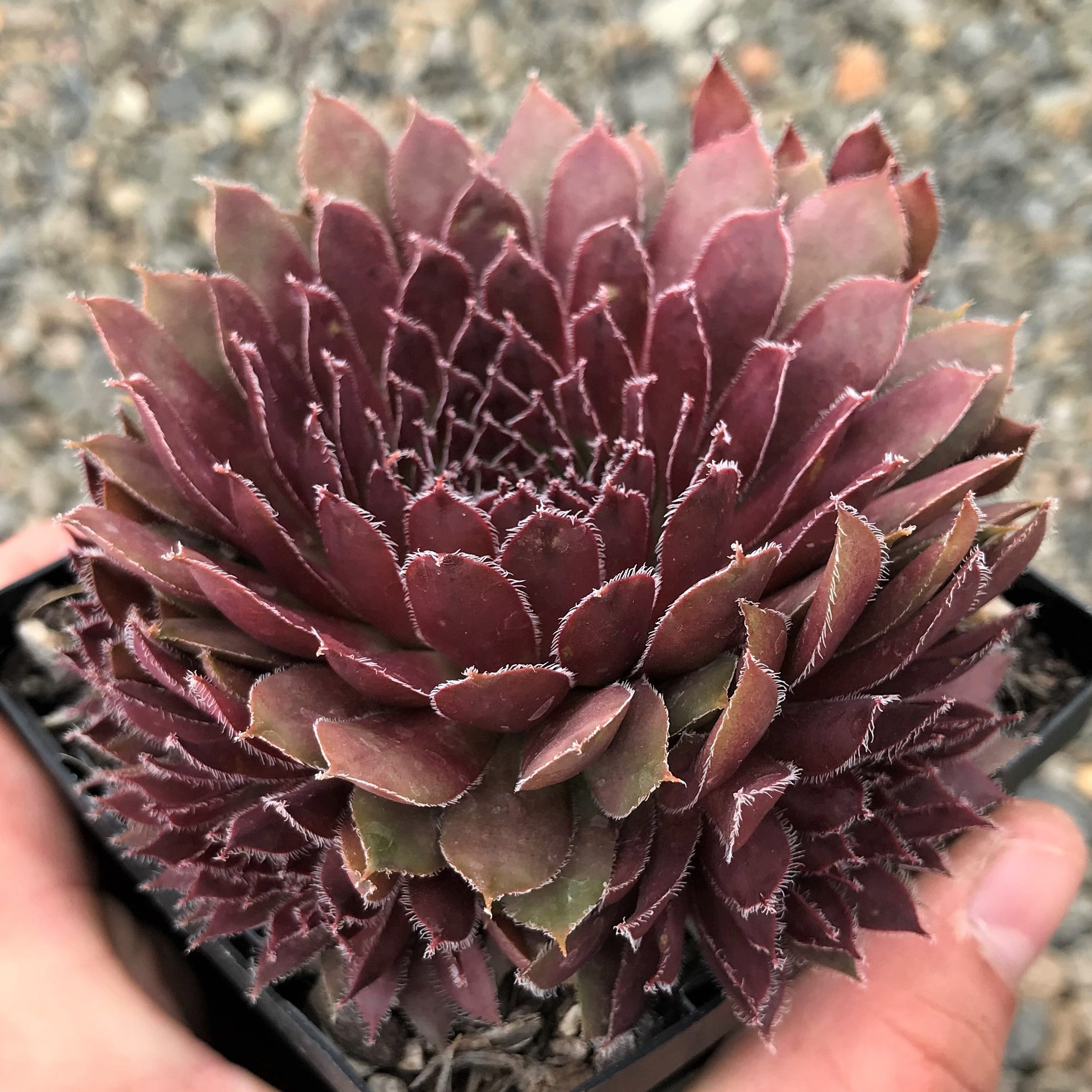 Sempervivum 'Pacific Mayfair Imp' - Hens & Chicks (3.5" Pot) - Image 2