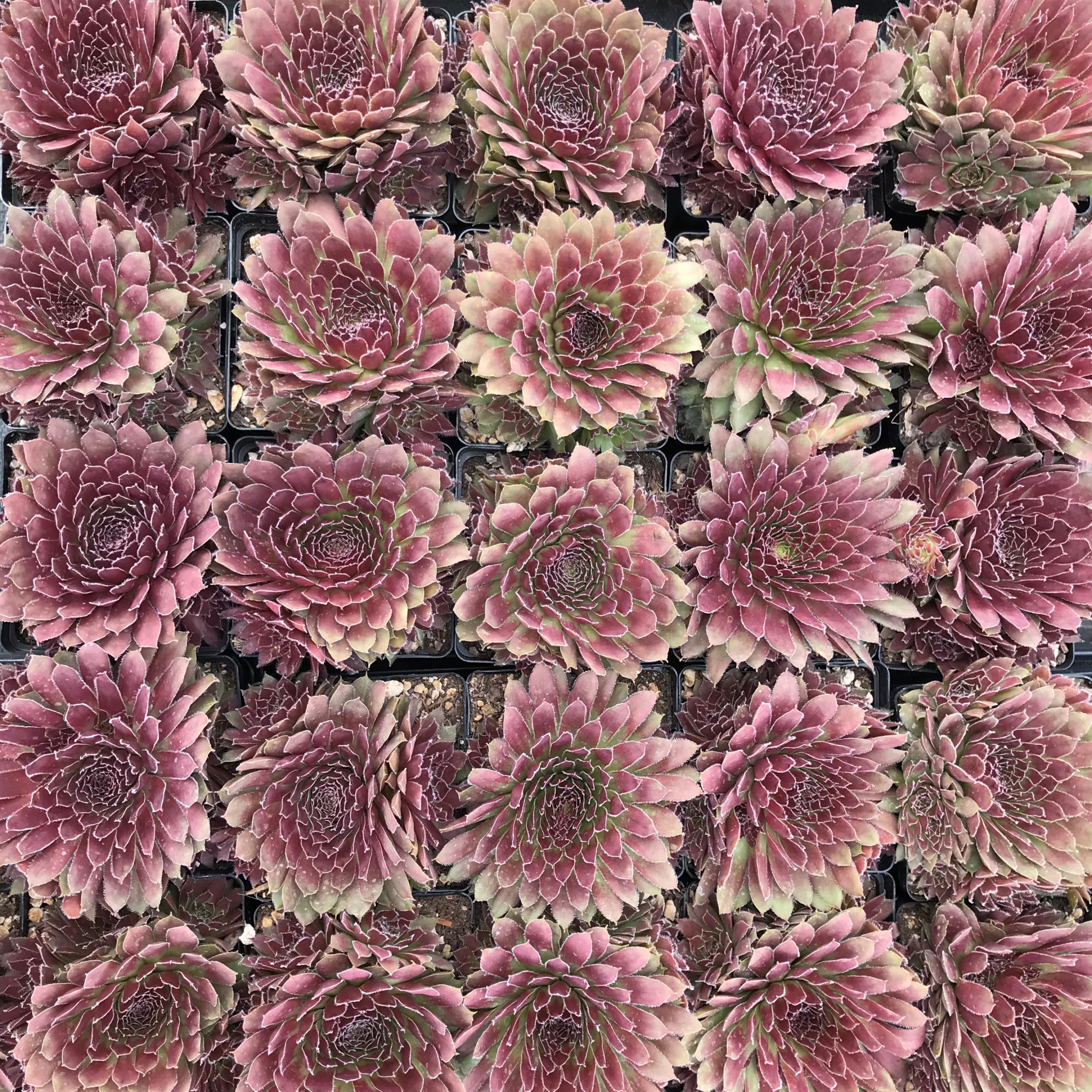 Sempervivum 'Pacific Mayfair Imp' - Hens & Chicks (3.5" Pot) - Image 3