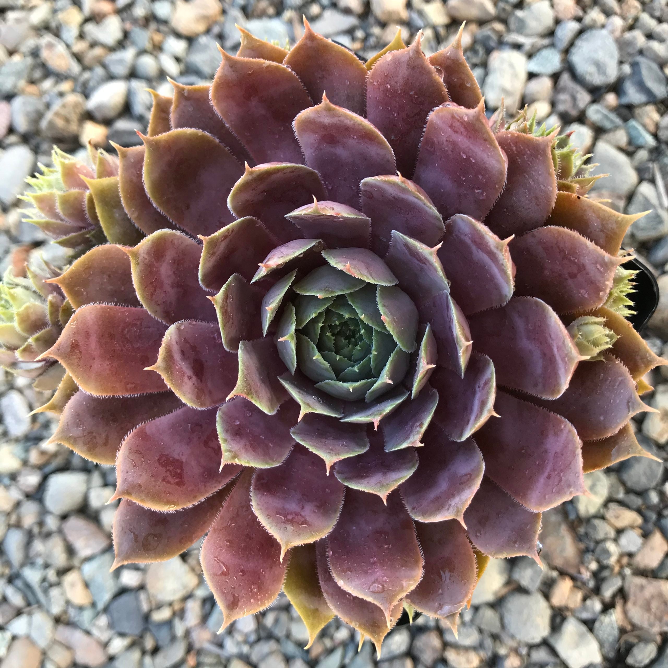 Sempervivum 'Purple Beauty' - Hens & Chicks (3.5" Pot)