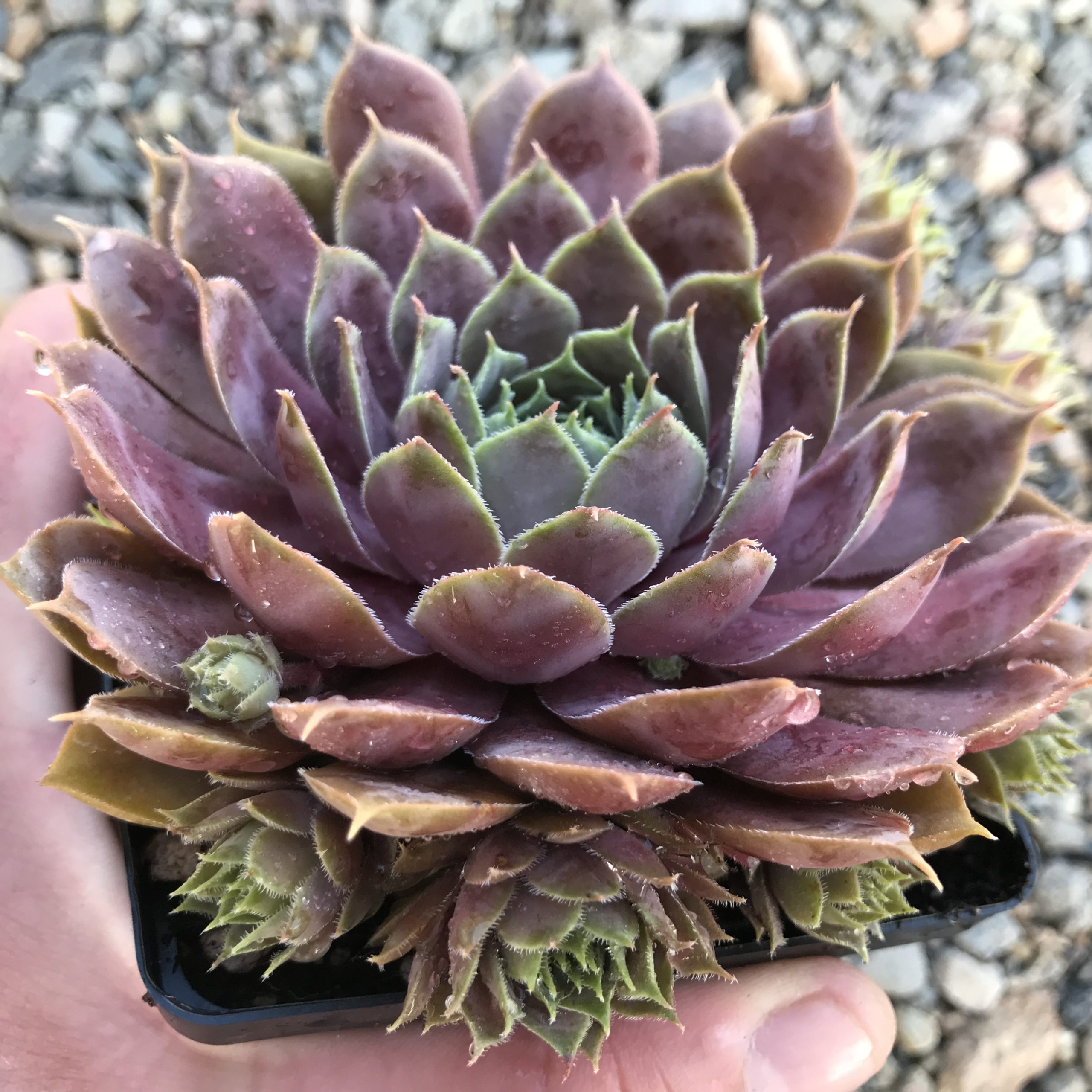 Sempervivum 'Purple Beauty' - Hens & Chicks (3.5" Pot) - Image 2