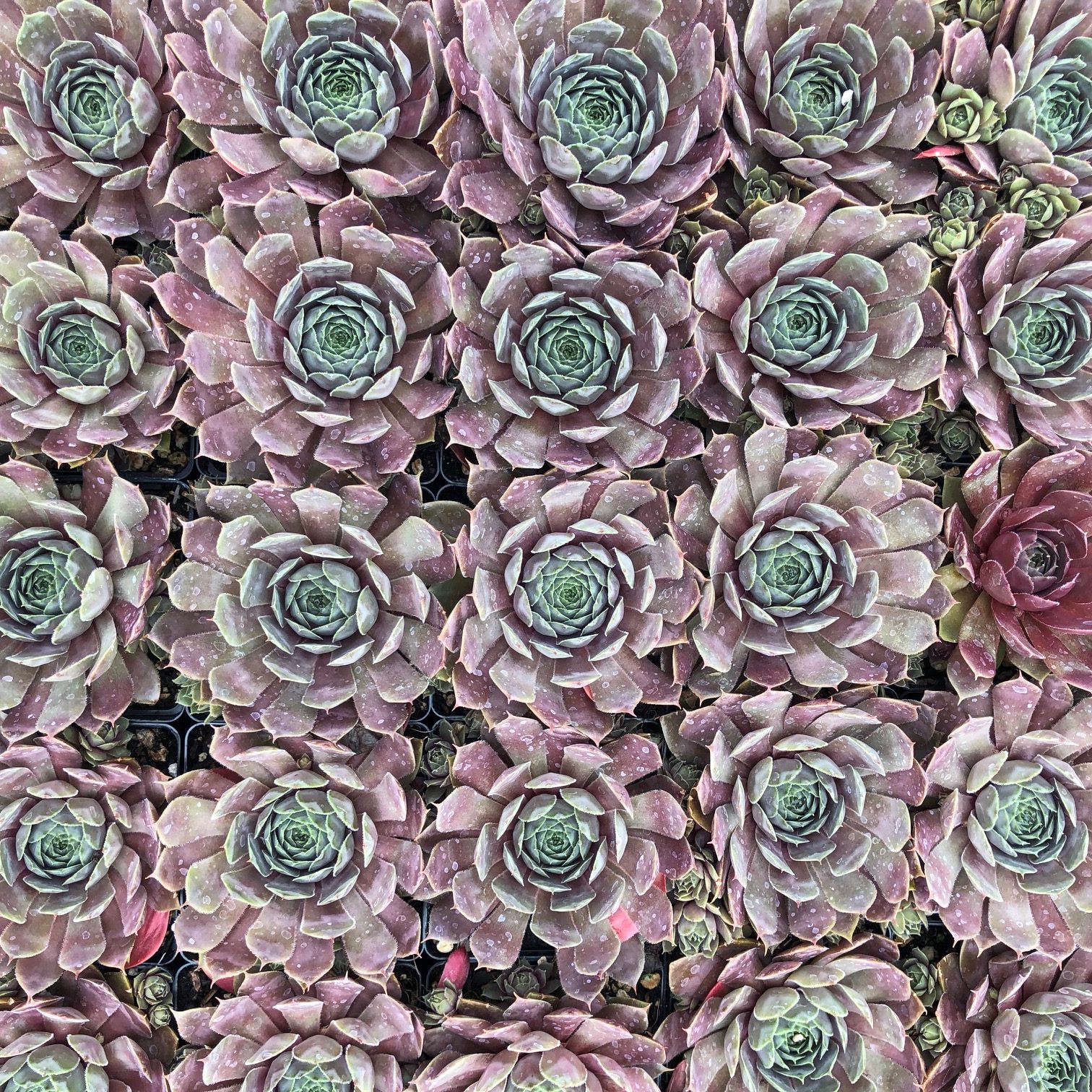 Sempervivum 'Purple Beauty' - Hens & Chicks (3.5" Pot) - Image 4
