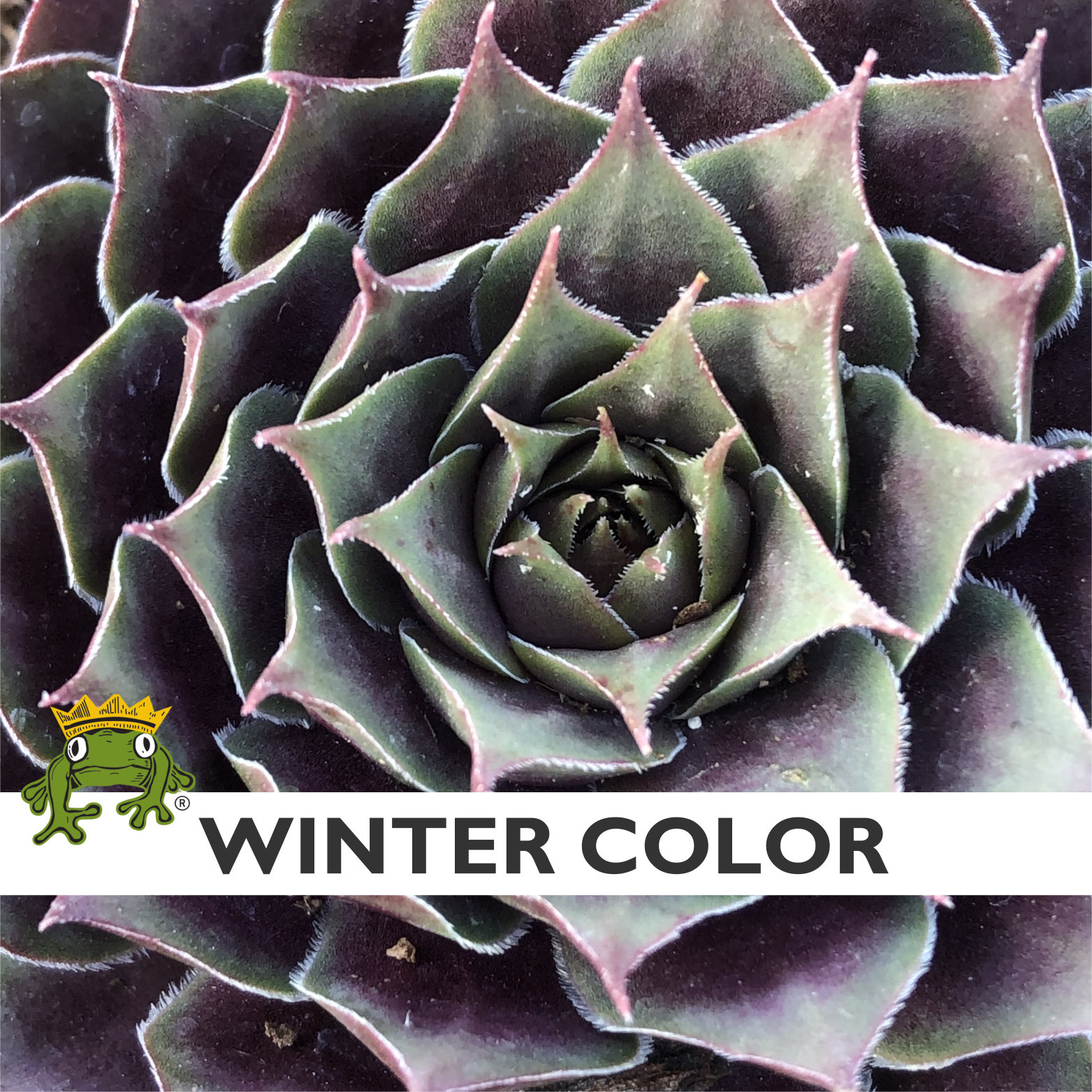 Sempervivum 'Purple Beauty' - Hens & Chicks (3.5" Pot) - Image 3
