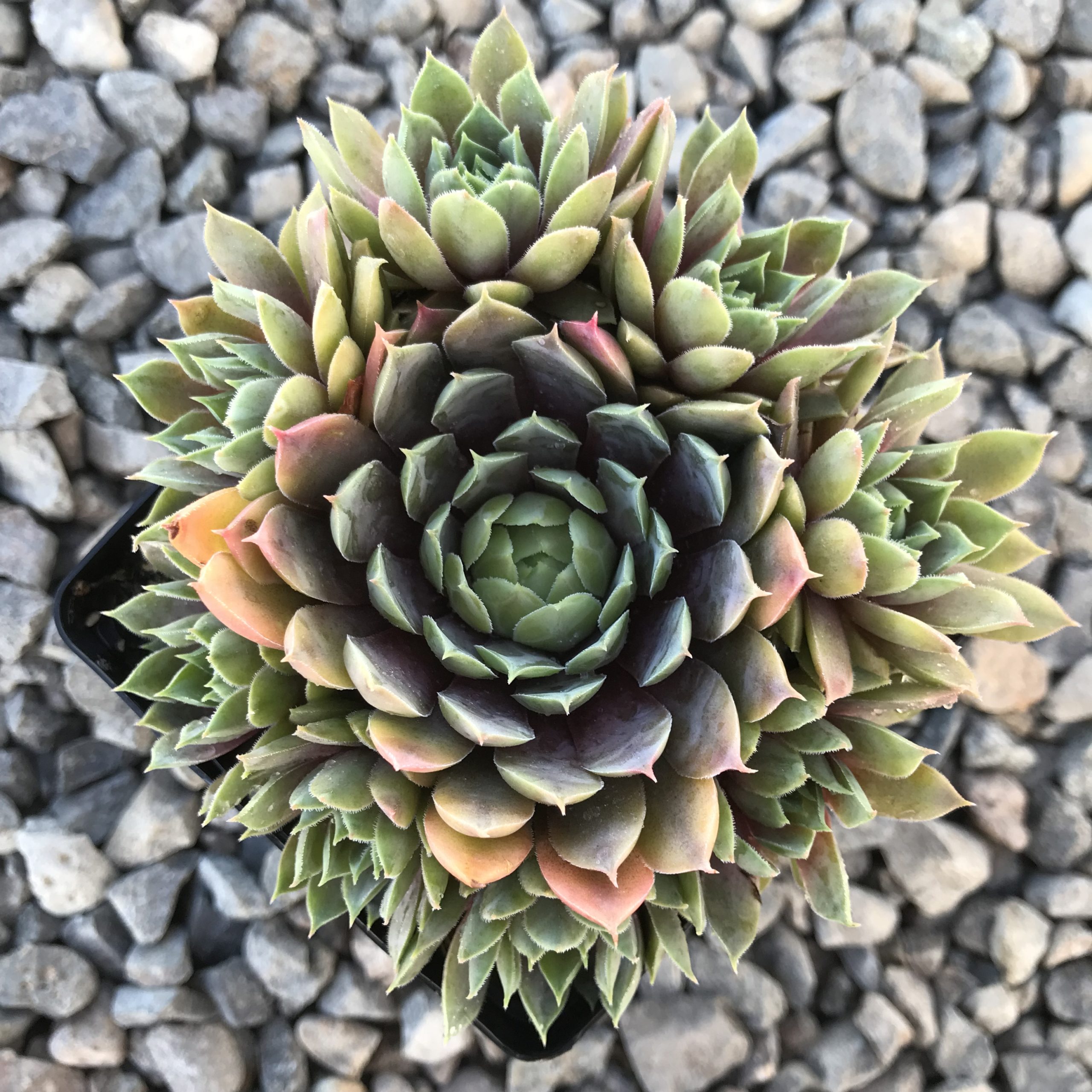 Sempervivum 'Purple Passion' - Hens & Chicks (3.5" Pot) - Image 2