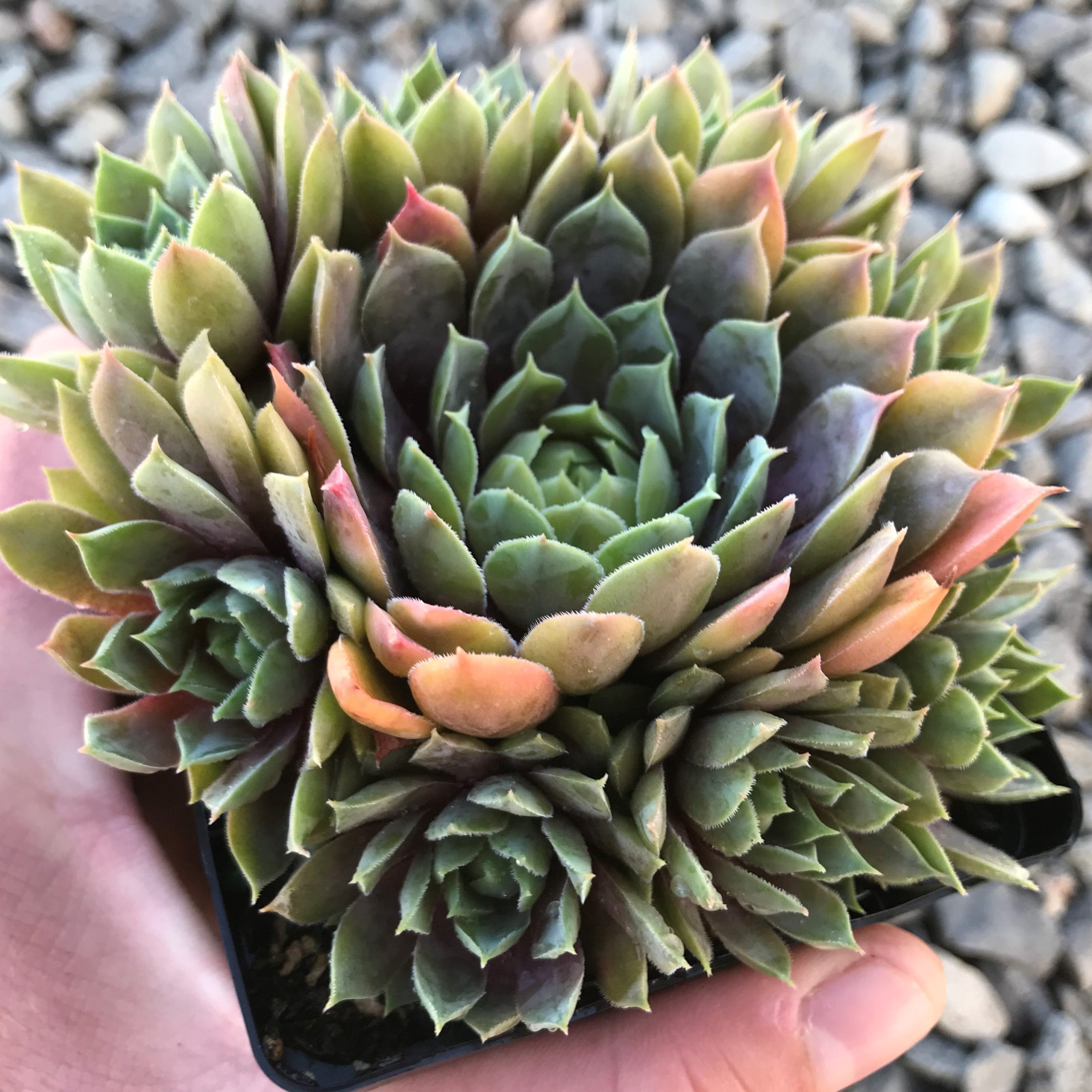 Sempervivum 'Purple Passion' - Hens & Chicks (3.5" Pot)
