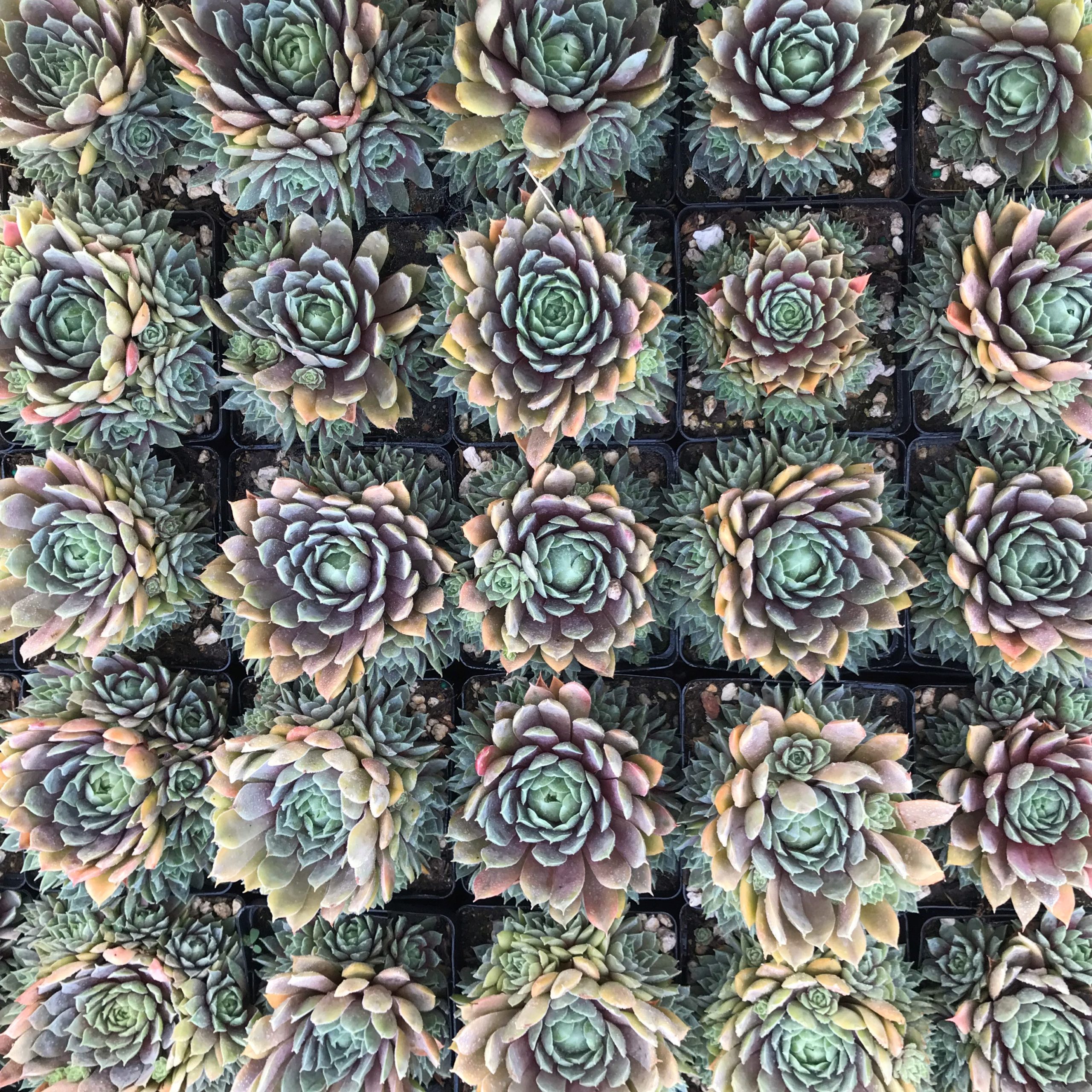 Sempervivum 'Purple Passion' - Hens & Chicks (3.5" Pot) - Image 3