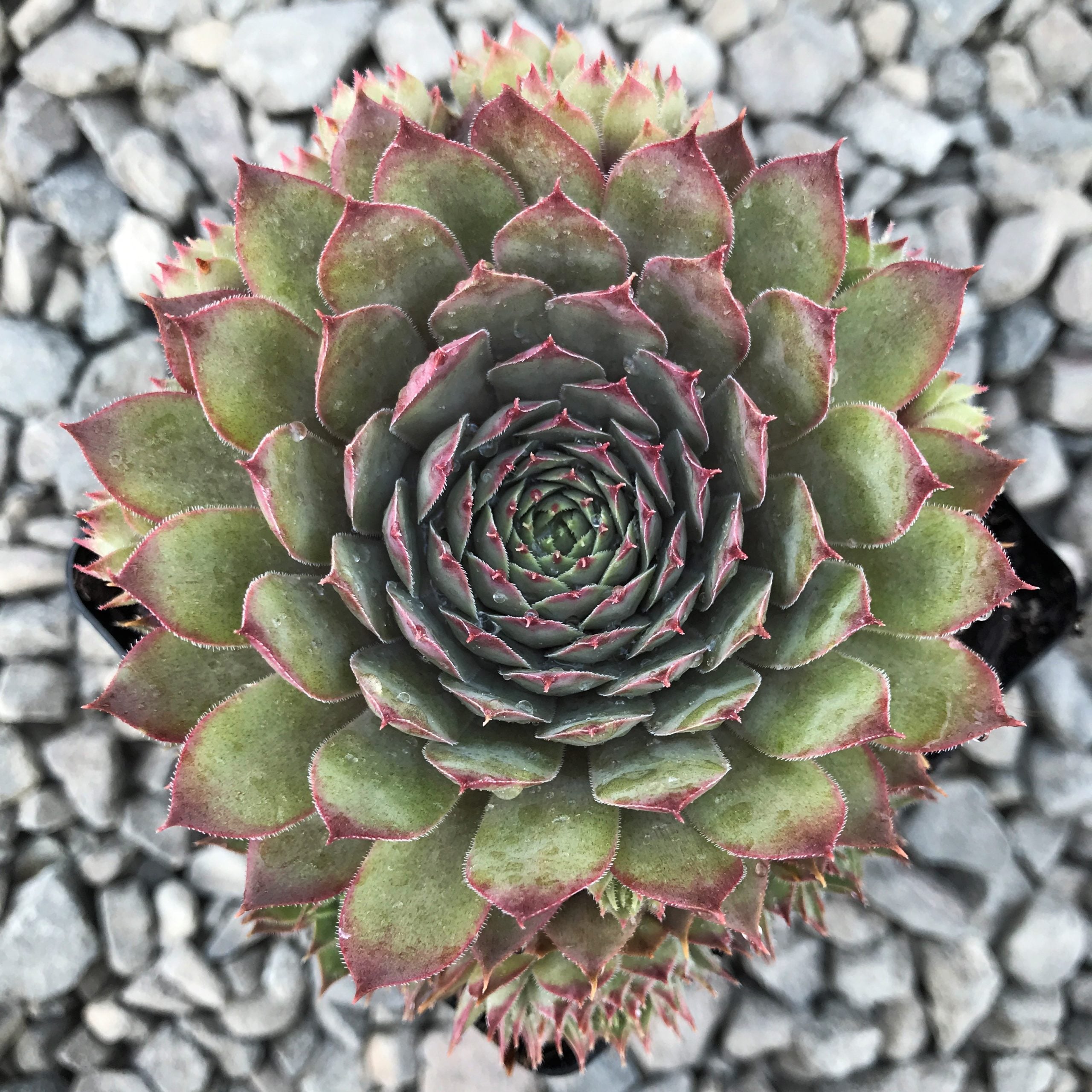 Sempervivum 'Red Beauty' - Hens & Chicks (3.5" Pot) - Image 2
