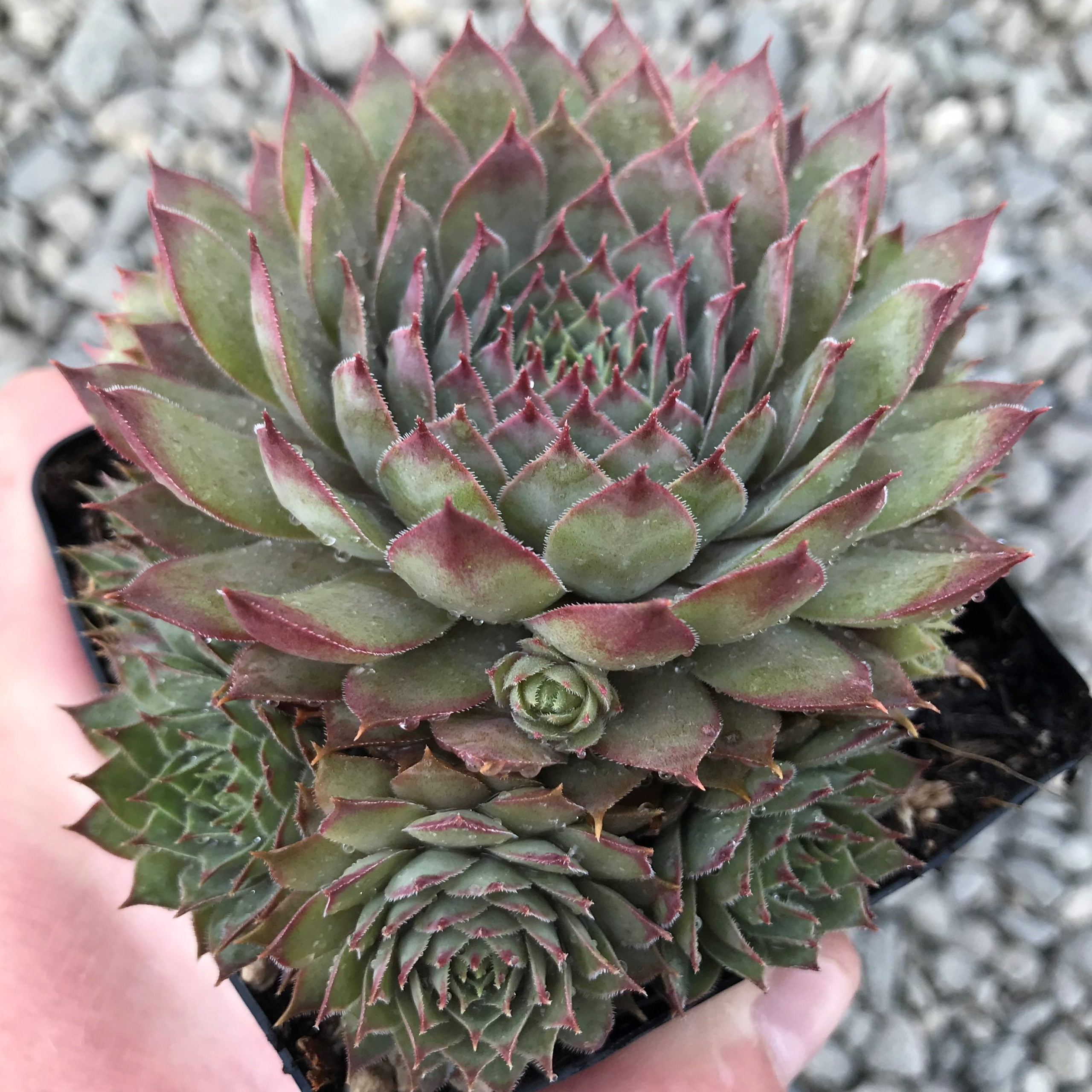 Sempervivum 'Red Beauty' - Hens & Chicks (3.5" Pot)