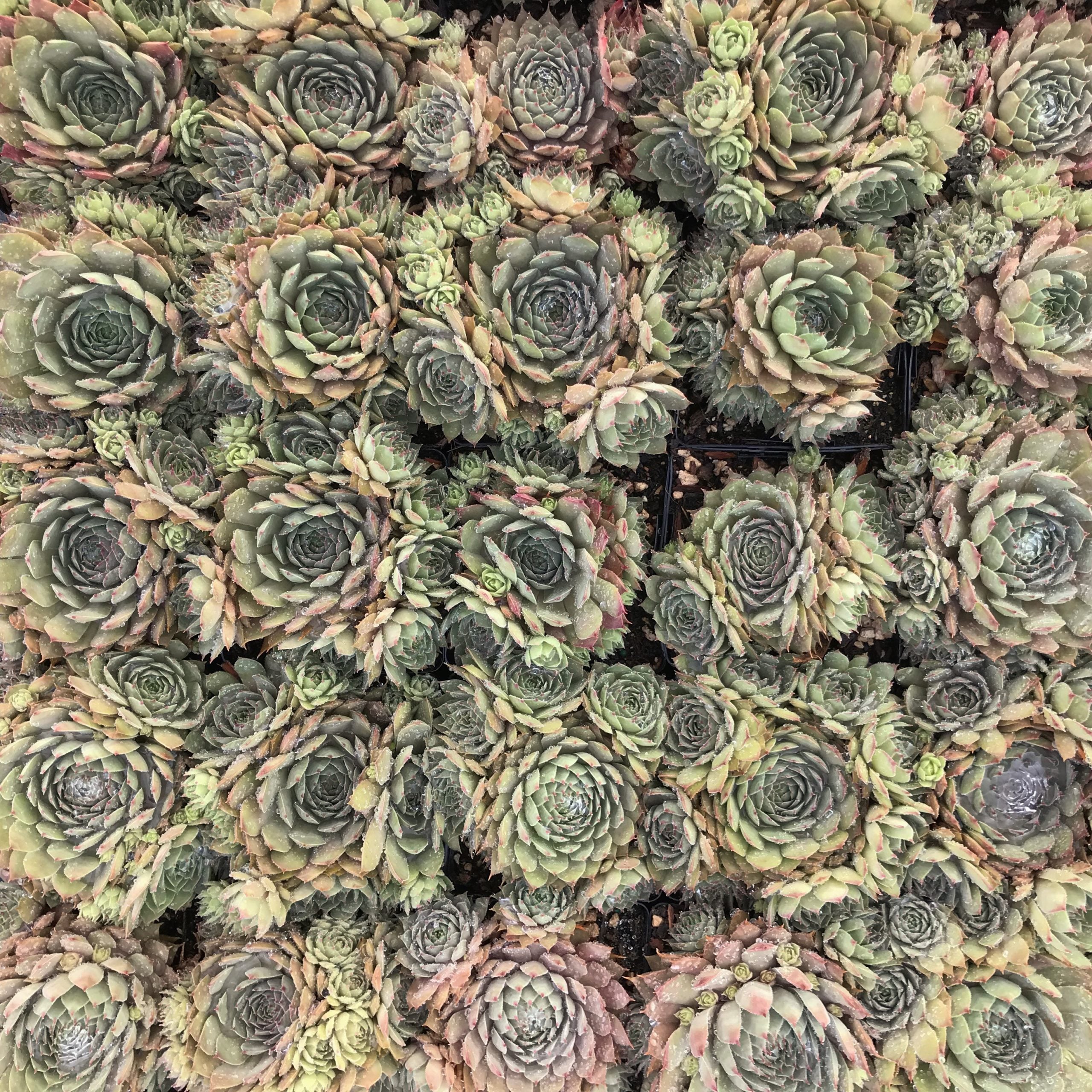 Sempervivum 'Red Beauty' - Hens & Chicks (3.5" Pot) - Image 5