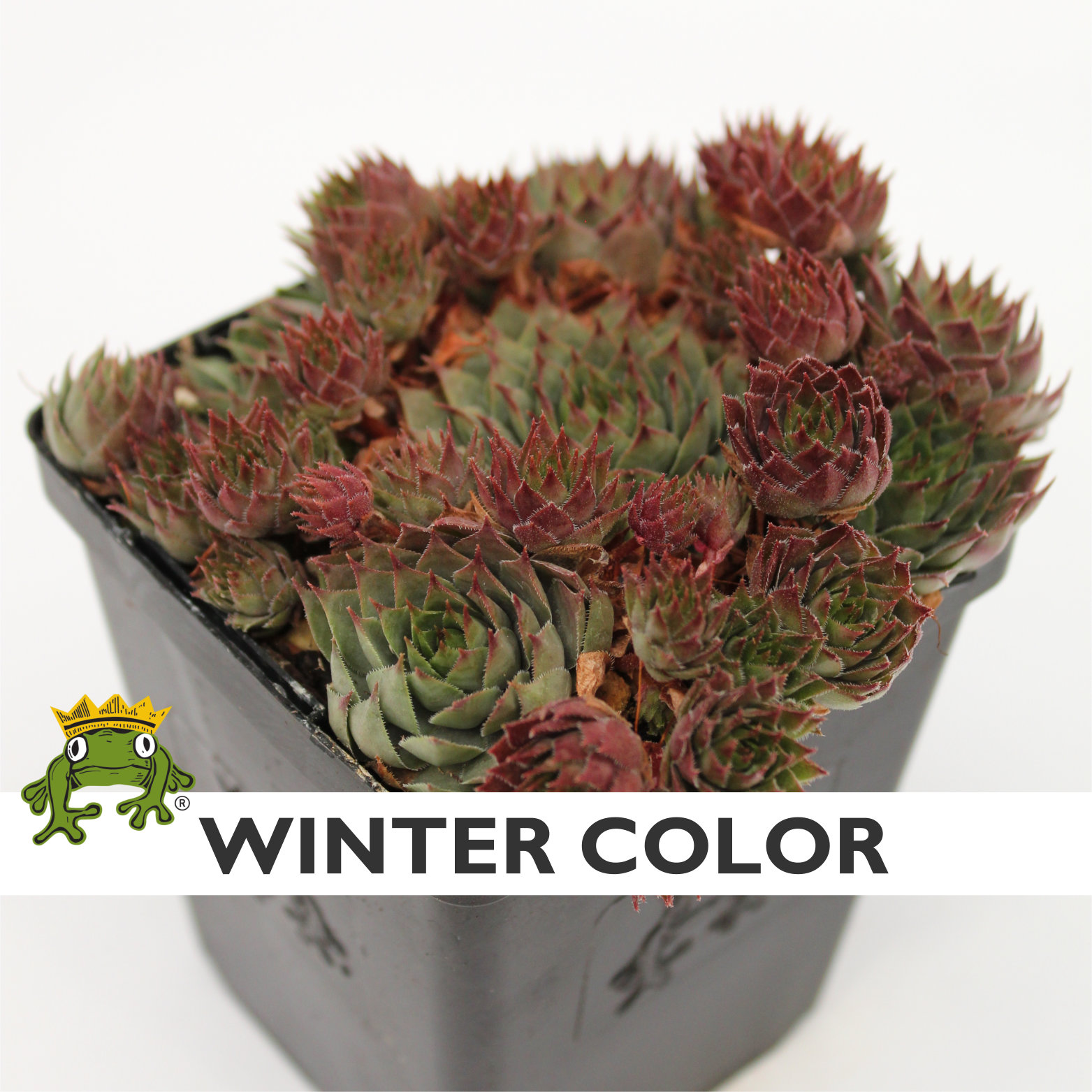 Sempervivum 'Red Beauty' - Hens & Chicks (3.5" Pot) - Image 4