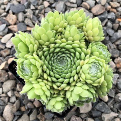 Sempervivum 'Red Nails' - Hens & Chicks (3.5" Pot)
