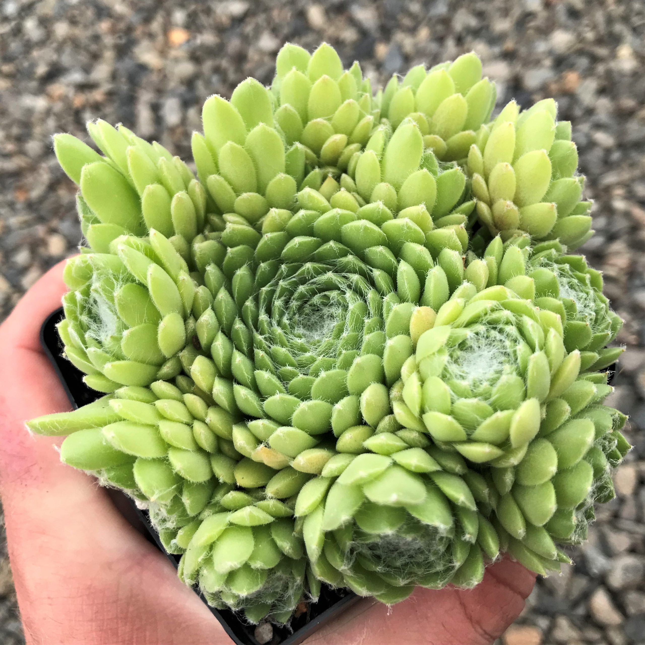 Sempervivum 'Red Nails' - Hens & Chicks (3.5" Pot) | Little Prince of  Oregon Nursery