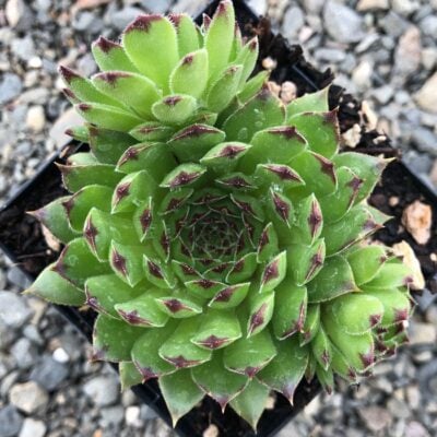 Sempervivum 'Reinhardt' - Hens & Chicks (3.5" Pot)