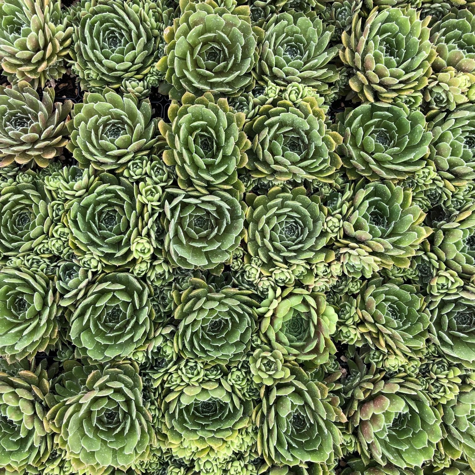 Sempervivum 'Ruby Heart' - Hens & Chicks (3.5" Pot) - Image 6