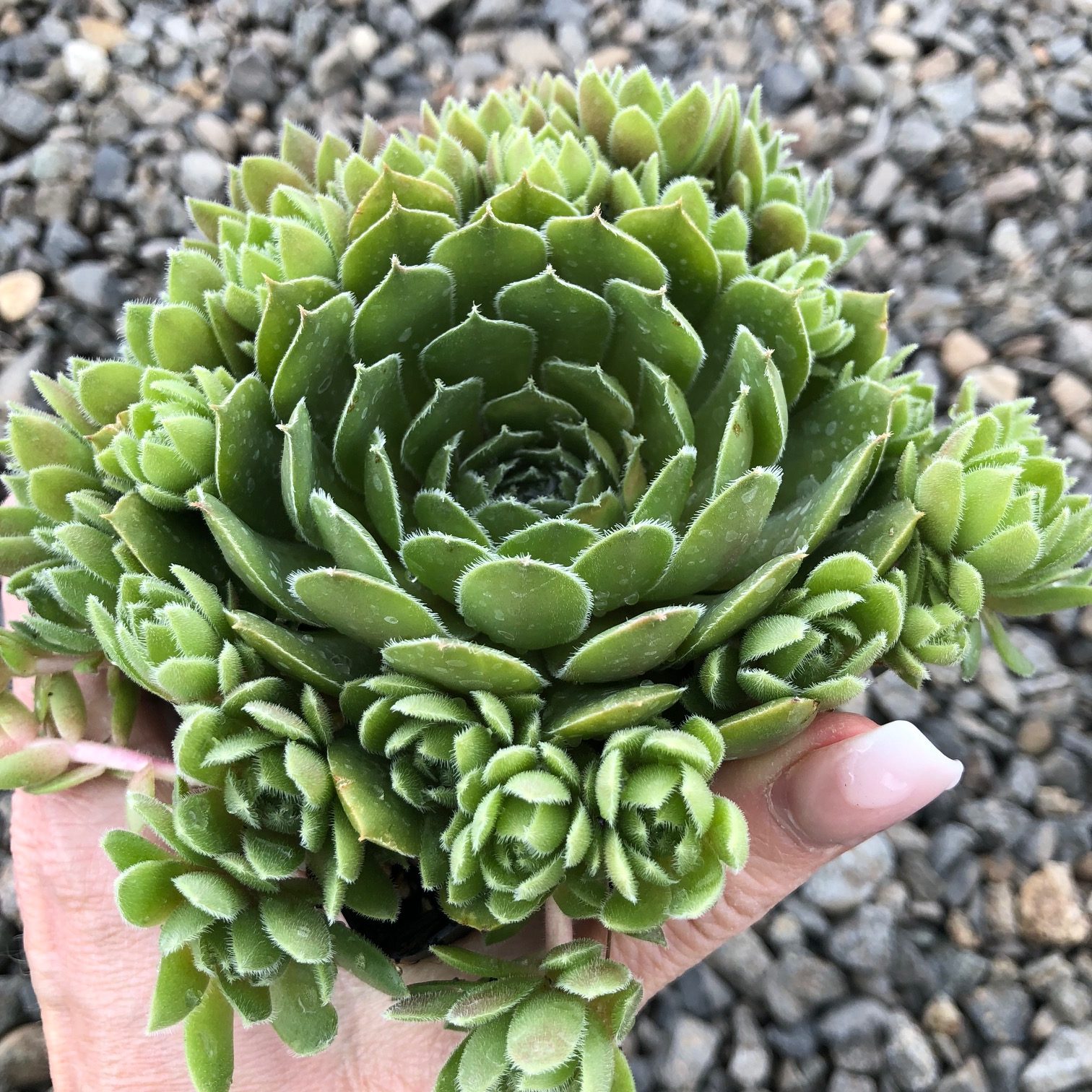 Sempervivum 'Ruby Heart' - Hens & Chicks (3.5" Pot) - Image 4
