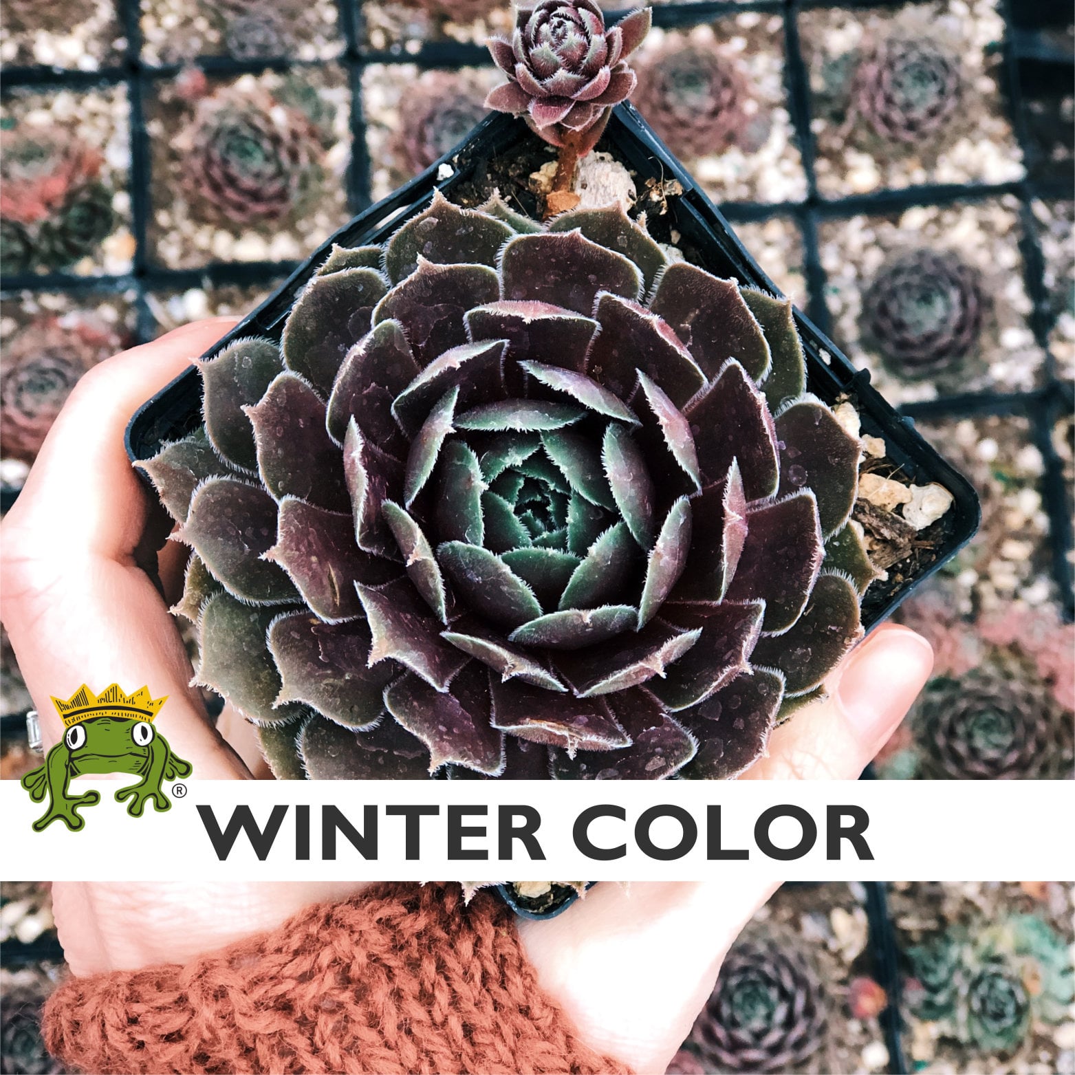 Sempervivum 'Ruby Heart' - Hens & Chicks (3.5" Pot) - Image 5