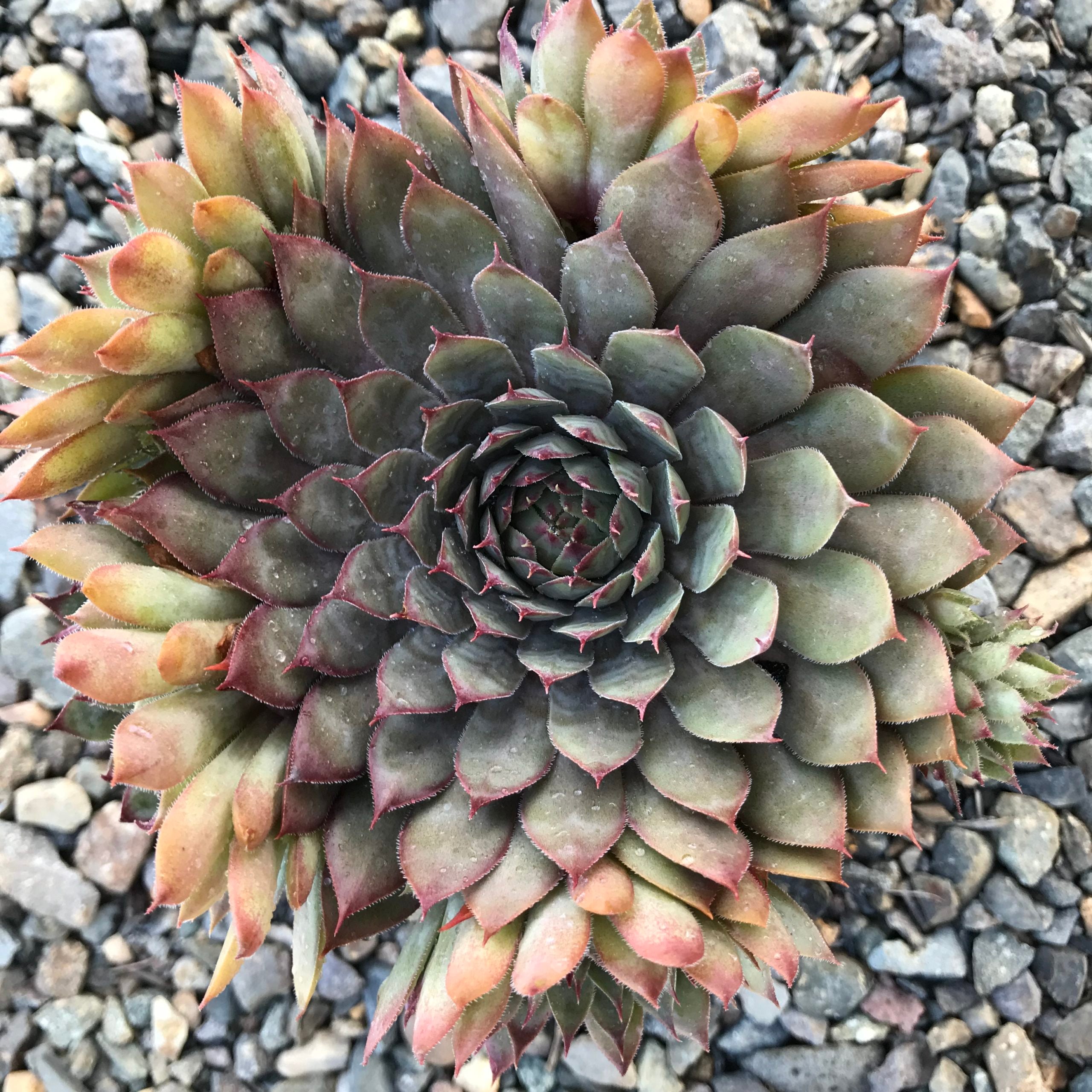 Sempervivum 'Saturn' - Hens & Chicks (3.5" Pot)