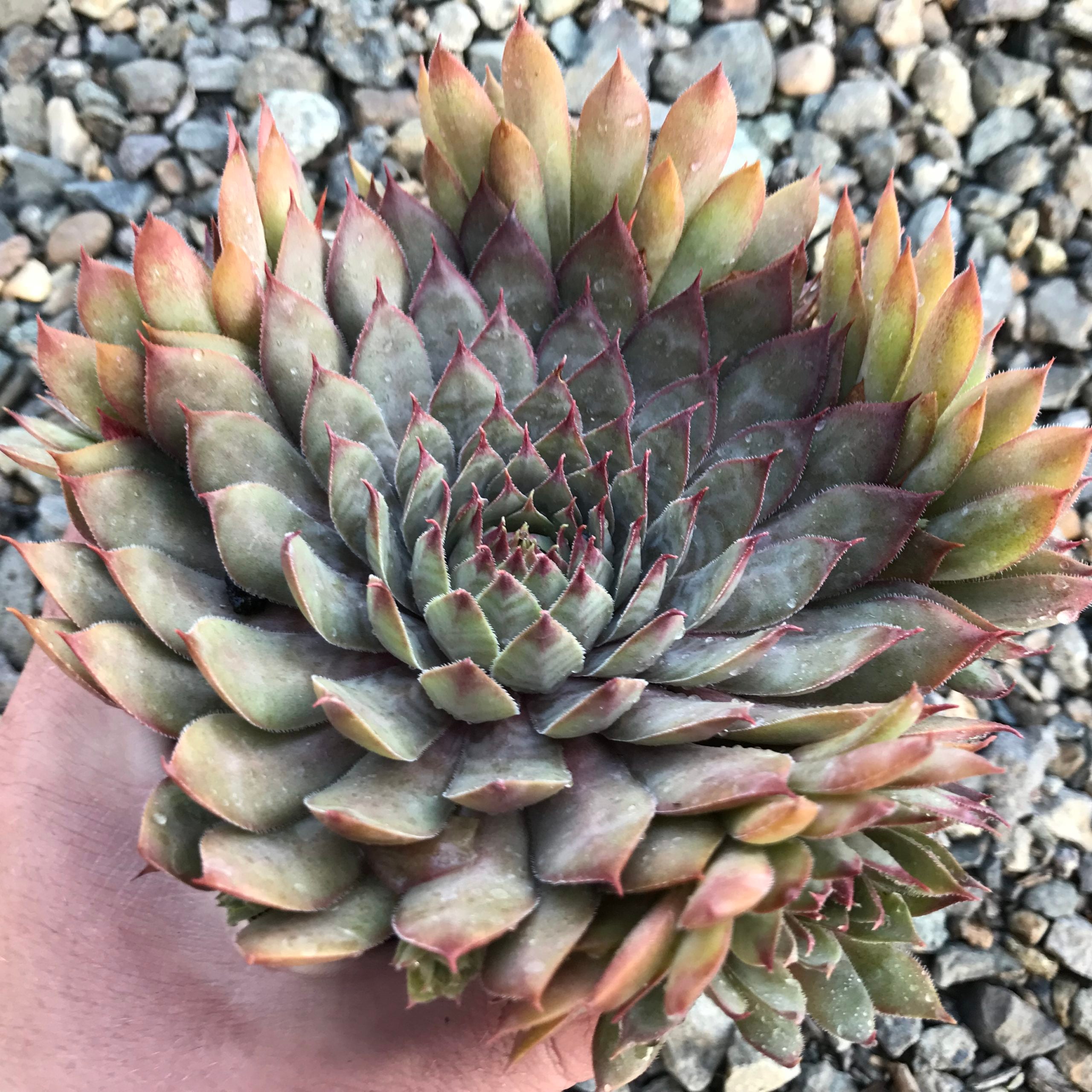 Sempervivum 'Saturn' - Hens & Chicks (3.5" Pot) - Image 2