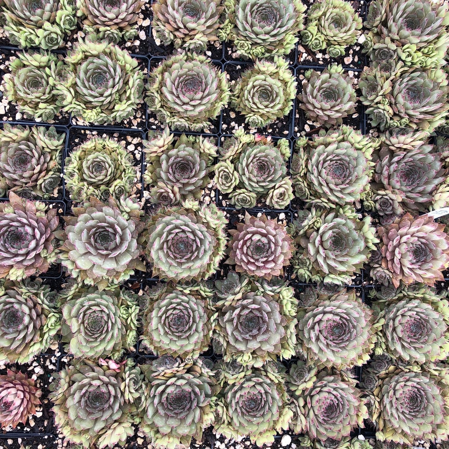Sempervivum 'Saturn' - Hens & Chicks (3.5" Pot) - Image 3