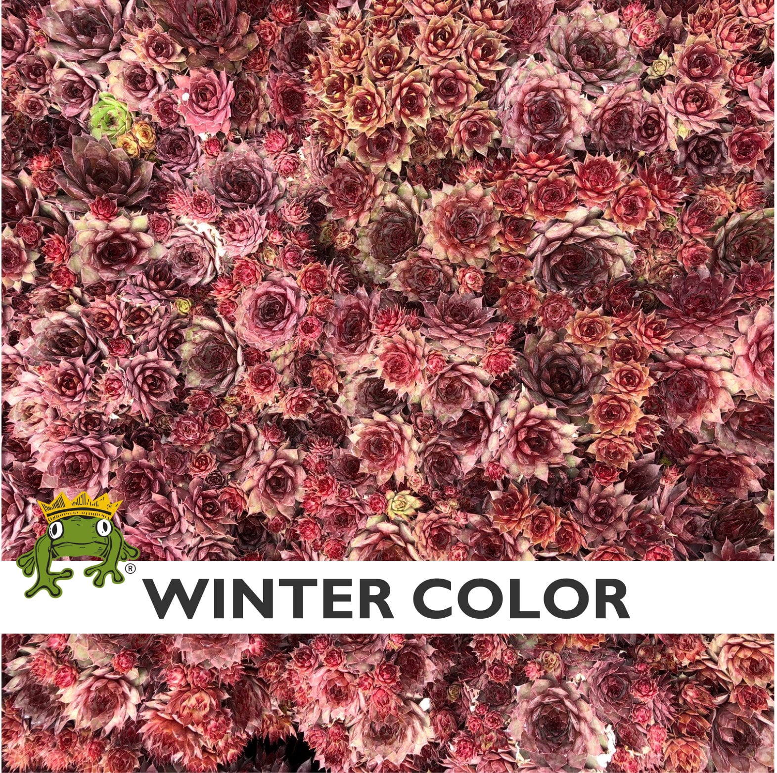 Sempervivum 'Saturn' - Hens & Chicks (3.5" Pot) - Image 4