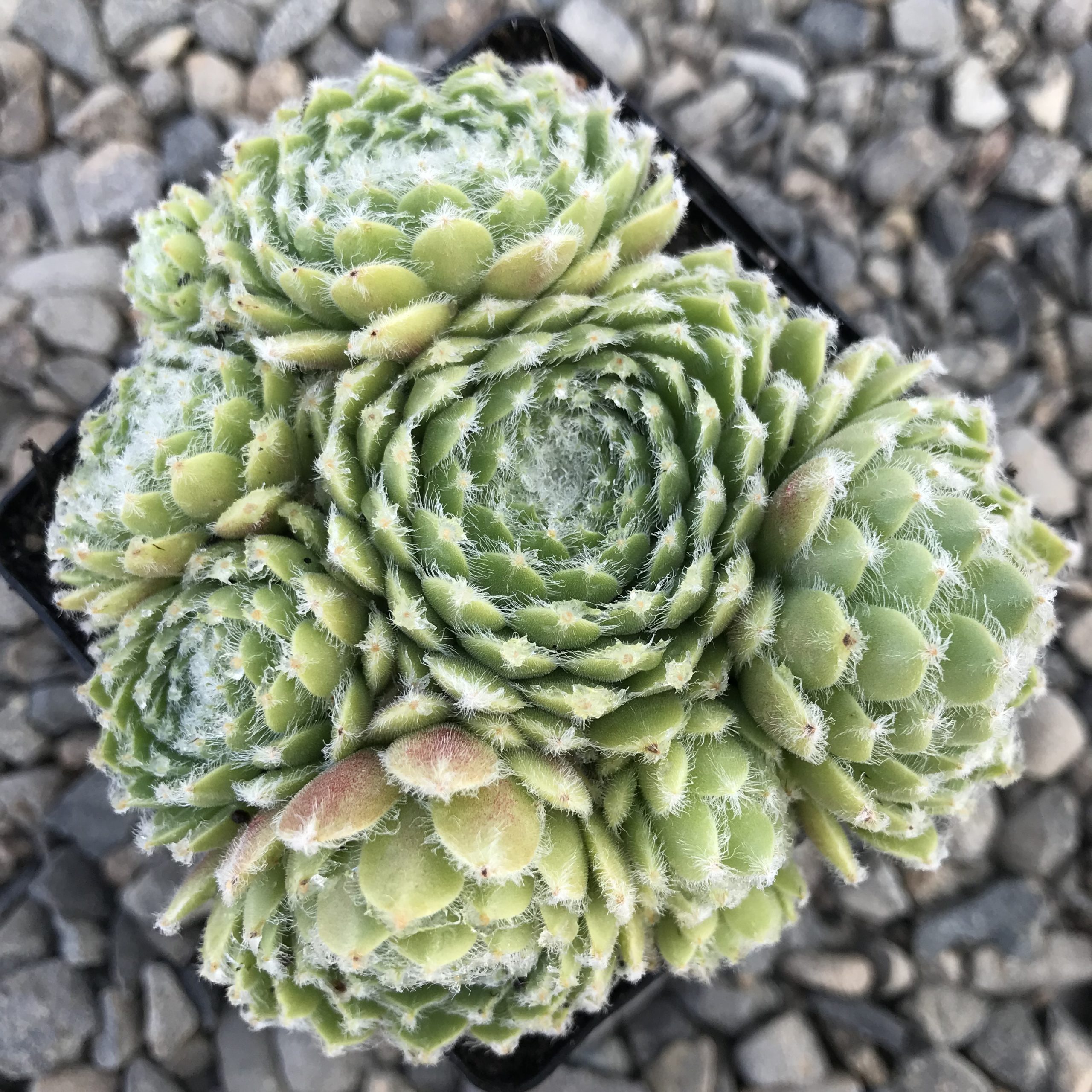 Sempervivum 'Shirley's Joy' - Hens & Chicks (3.5" Pot) - Image 5