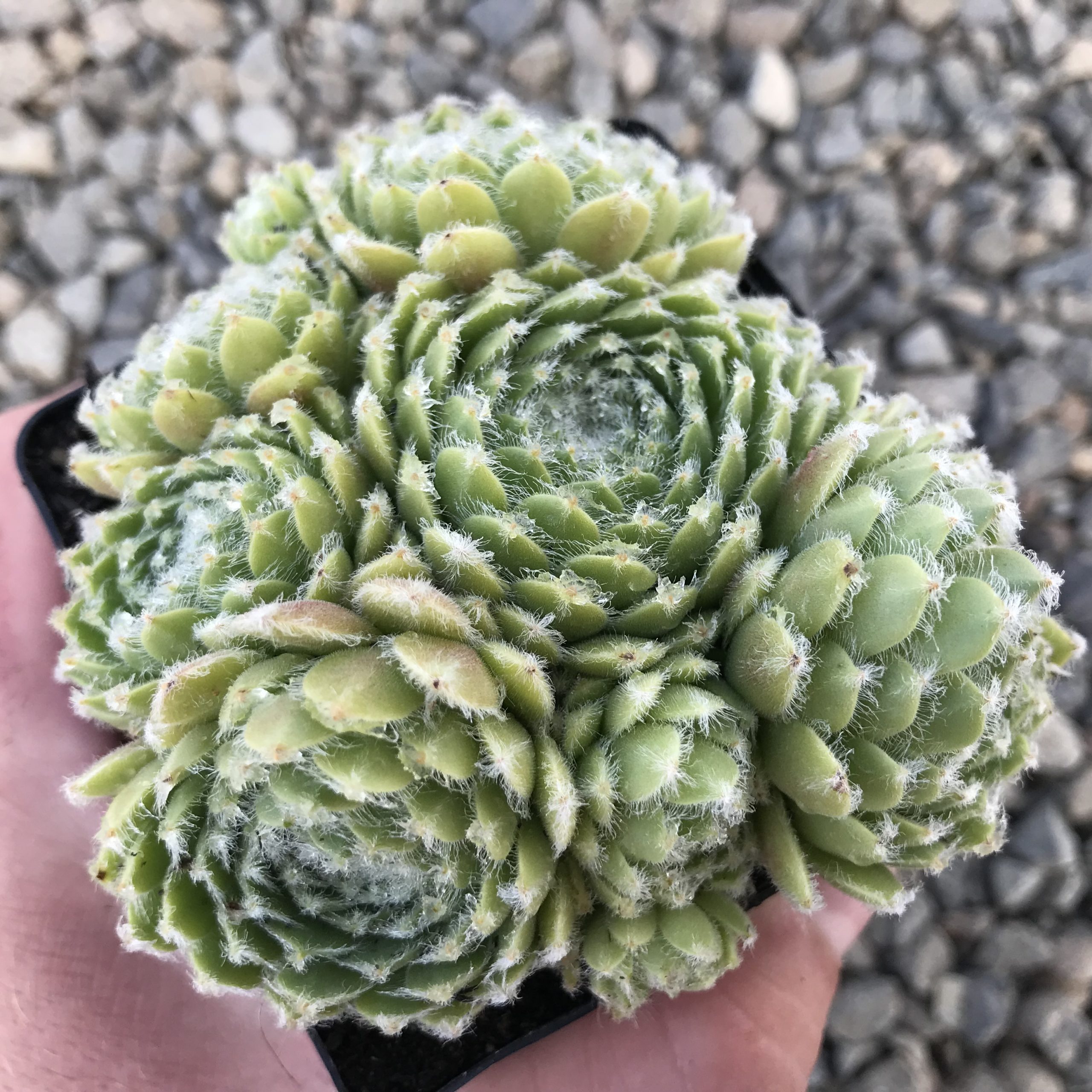 Sempervivum 'Shirley's Joy' - Hens & Chicks (3.5" Pot) - Image 4