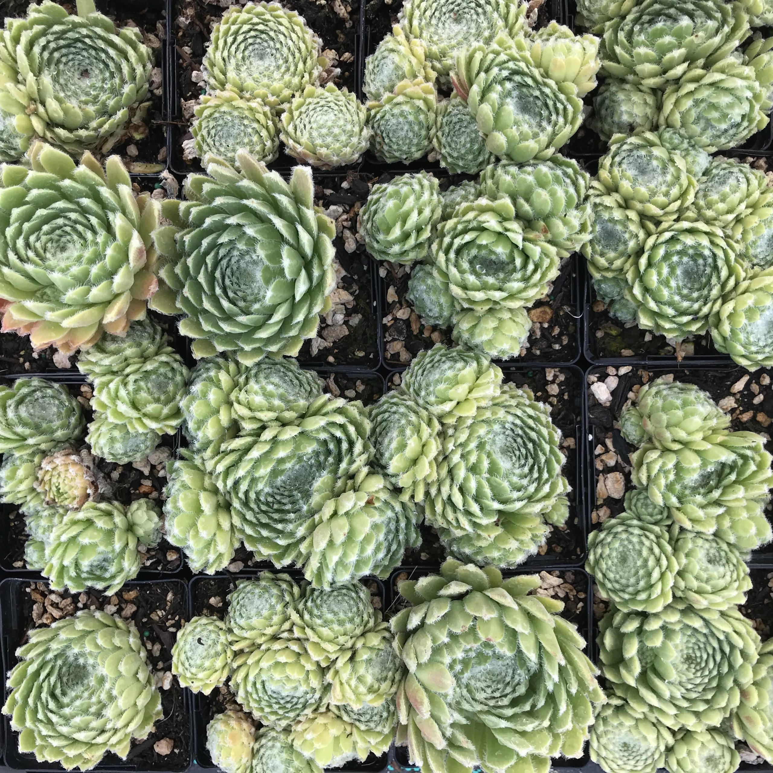 Sempervivum 'Shirley's Joy' - Hens & Chicks (3.5" Pot) - Image 6