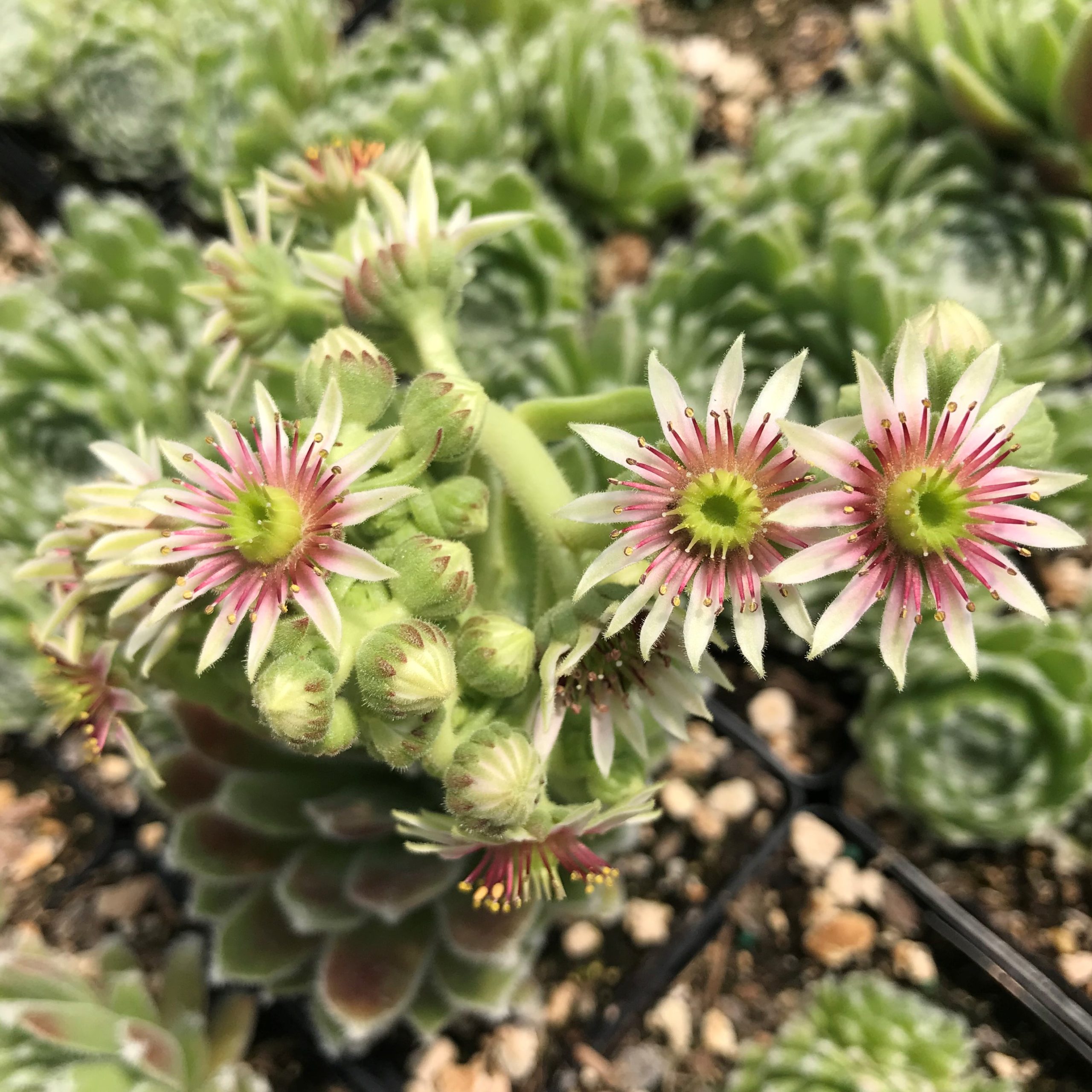 Sempervivum 'Shirley's Joy' - Hens & Chicks (3.5" Pot) - Image 7
