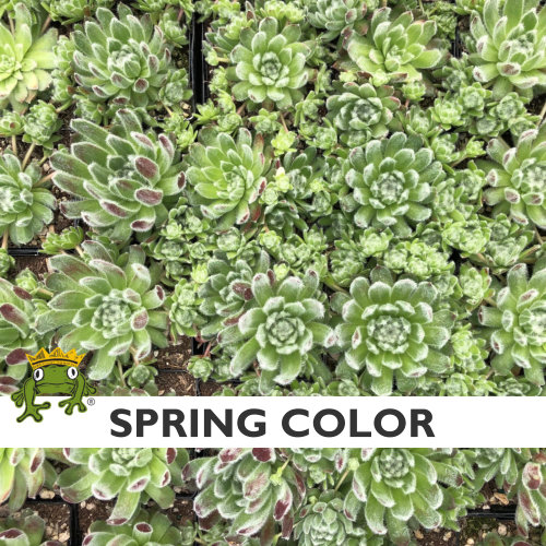 Sempervivum 'Shirley's Joy' - Hens & Chicks (3.5" Pot) - Image 8