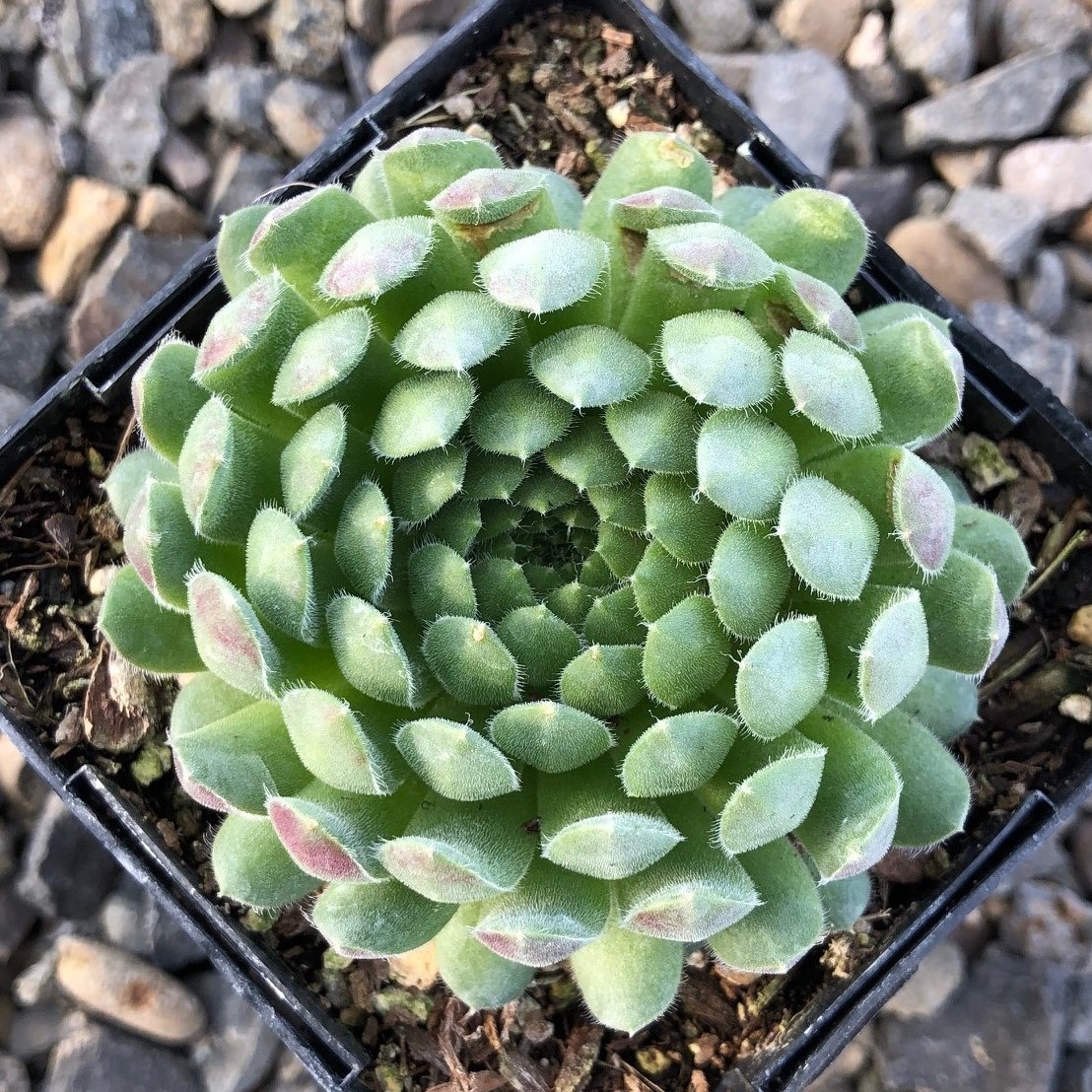 Sempervivum 'Spring Beauty' - Hens & Chicks (3.5" Pot) - Image 3