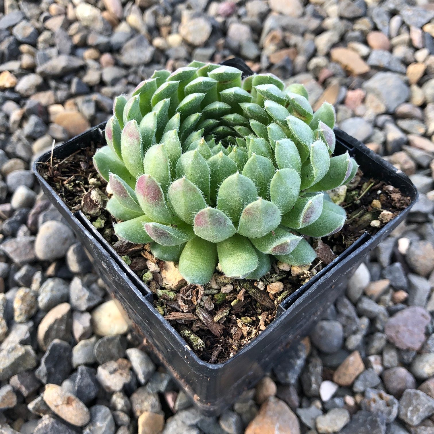Sempervivum 'Spring Beauty' - Hens & Chicks (3.5" Pot) - Image 4