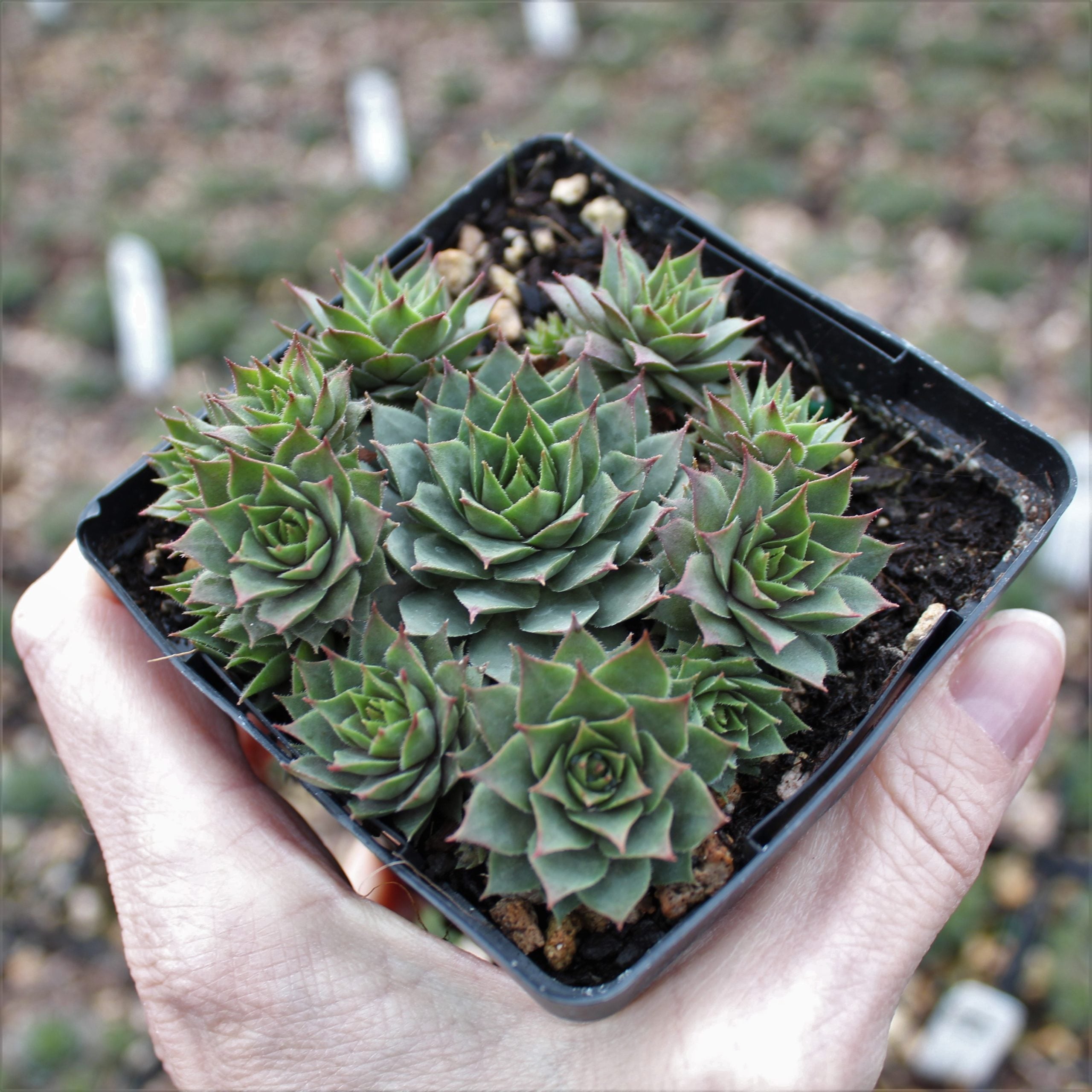 Sempervivum 'Twilight Blue' - Hens & Chicks (3.5" Pot) - Image 3