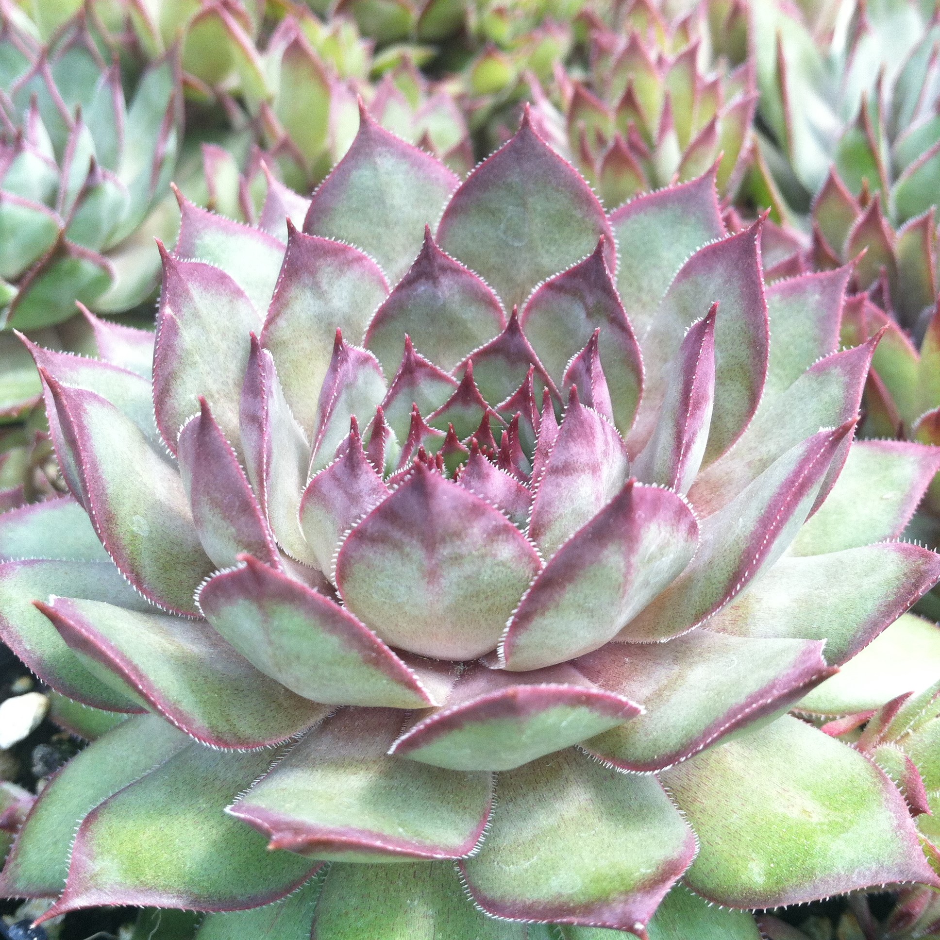 Sempervivum 'Twilight Blue' - Hens & Chicks (3.5" Pot)