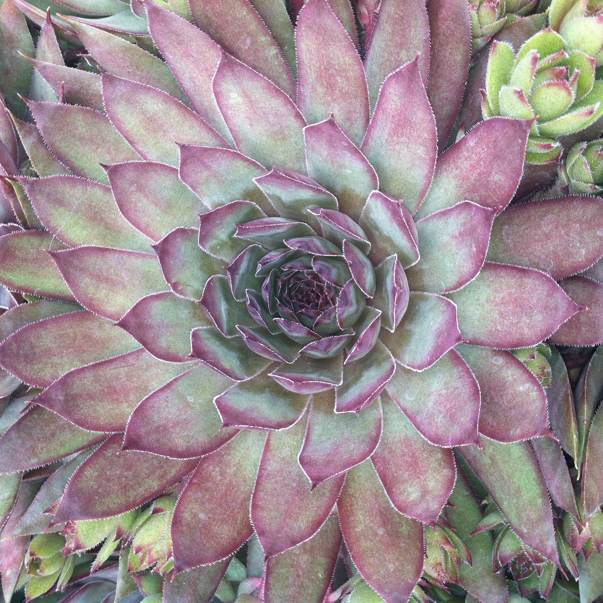 Sempervivum 'Twilight Blue' - Hens & Chicks (3.5" Pot) - Image 2