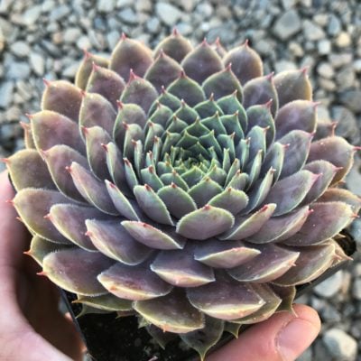 Sempervivum 'Virgil' - Hens & Chicks (3.5" Pot)