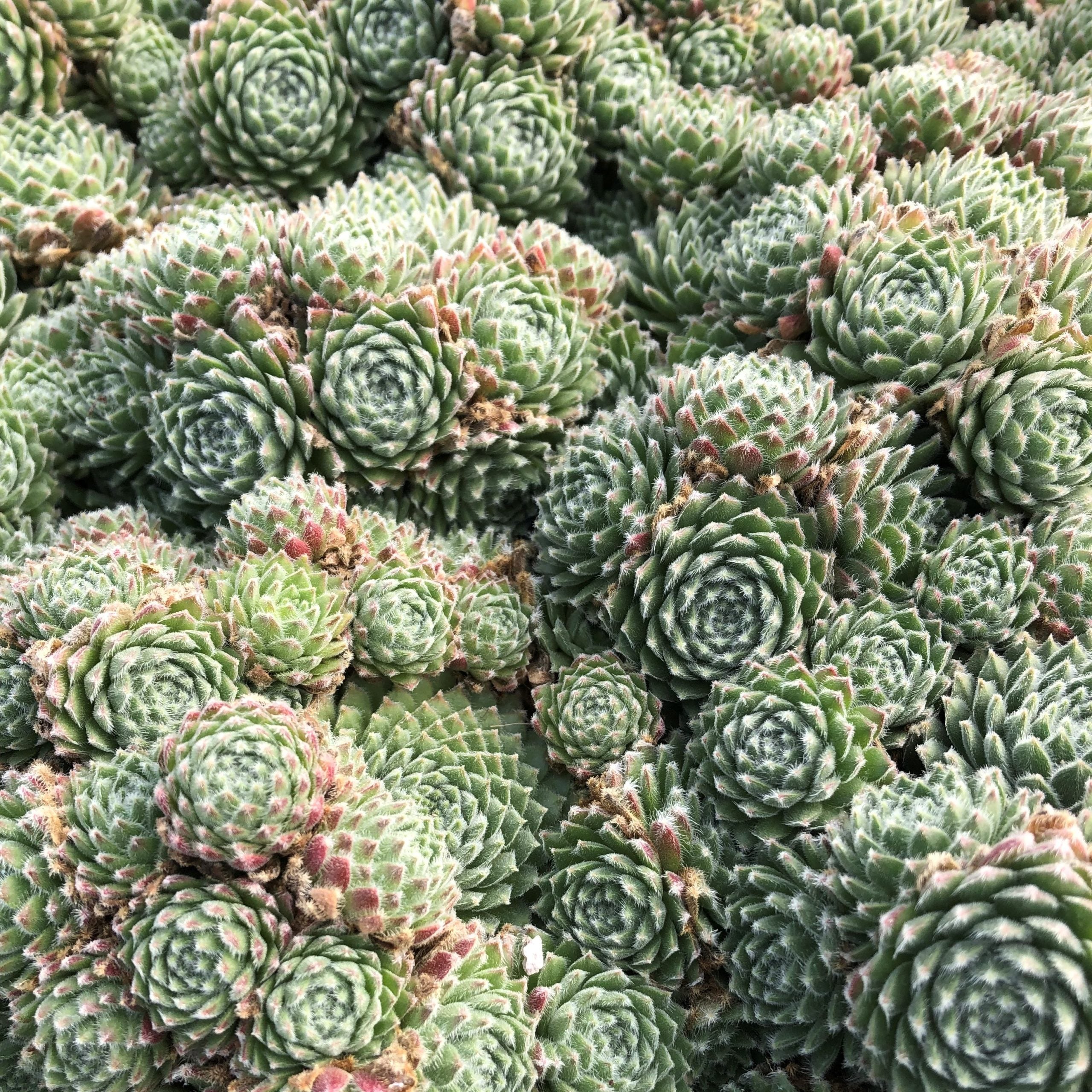 Sempervivum arachnoideum - Hens & Chicks (3.5" Pot) - Image 4