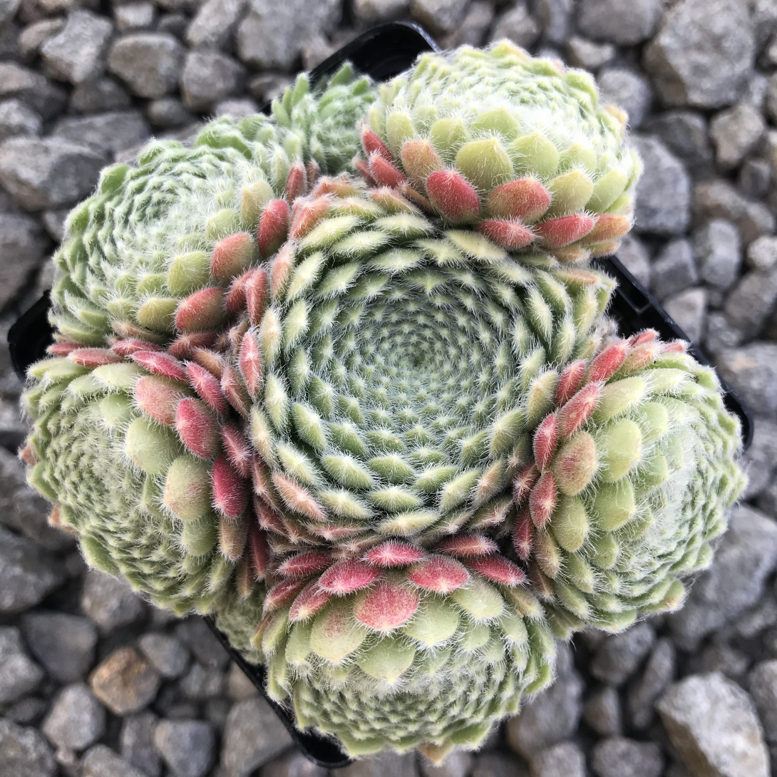 Sempervivum arachnoideum - Hens & Chicks (3.5" Pot) - Image 2