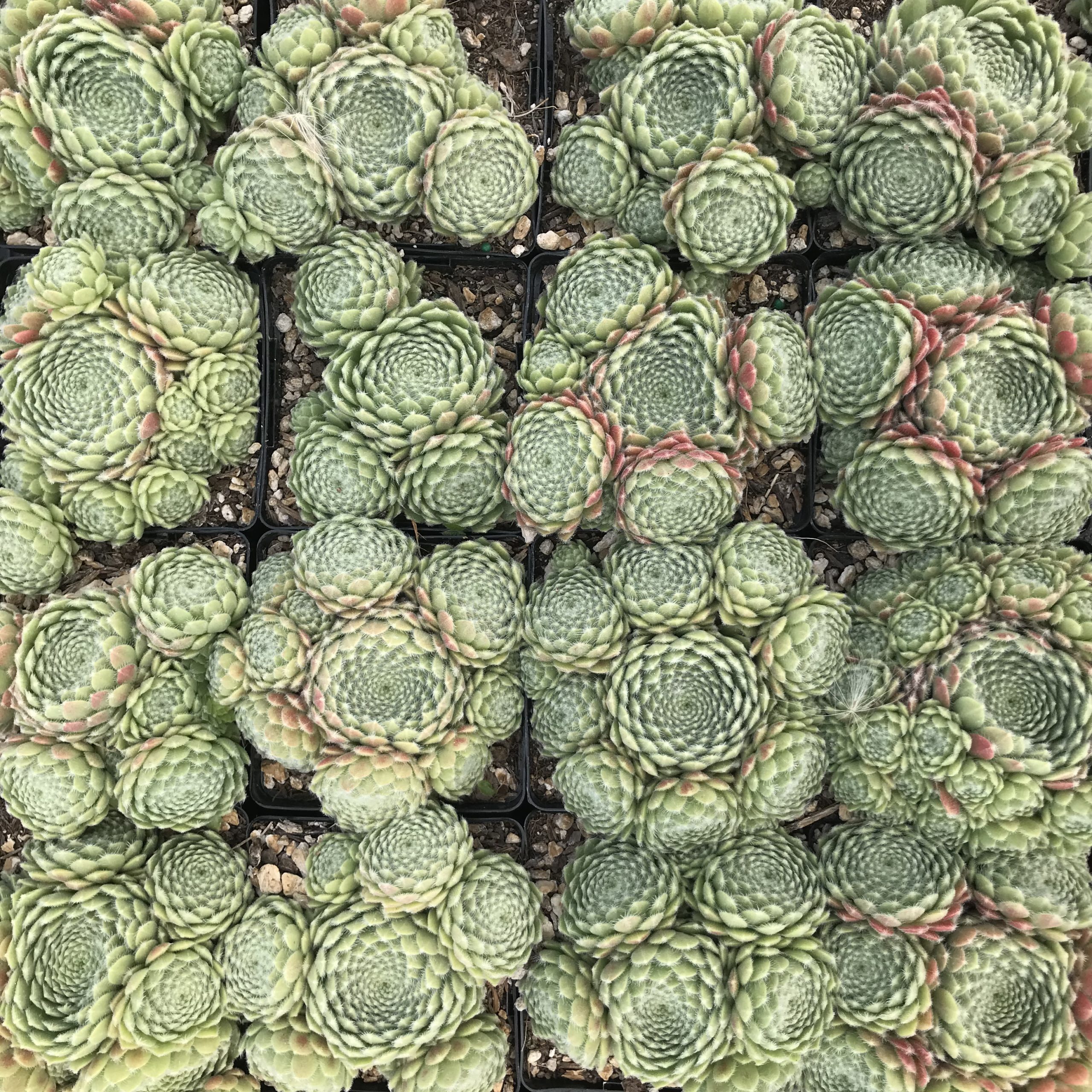 Sempervivum arachnoideum - Hens & Chicks (3.5" Pot) - Image 3