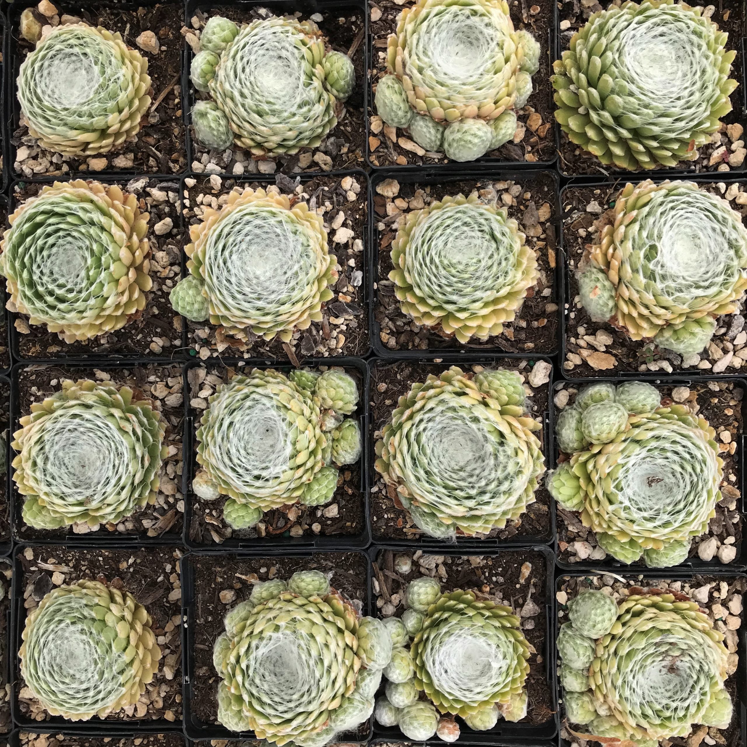 Sempervivum arachnoideum 'Clairchin' - Hens & Chicks (3.5" Pot) - Image 6