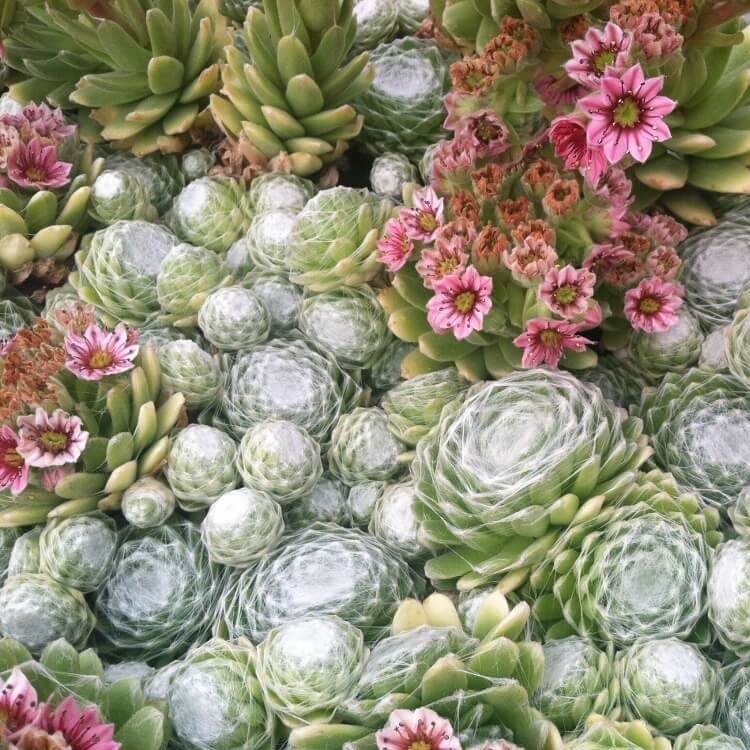 Sempervivum arachnoideum 'Clairchin' - Hens & Chicks (3.5" Pot) - Image 5