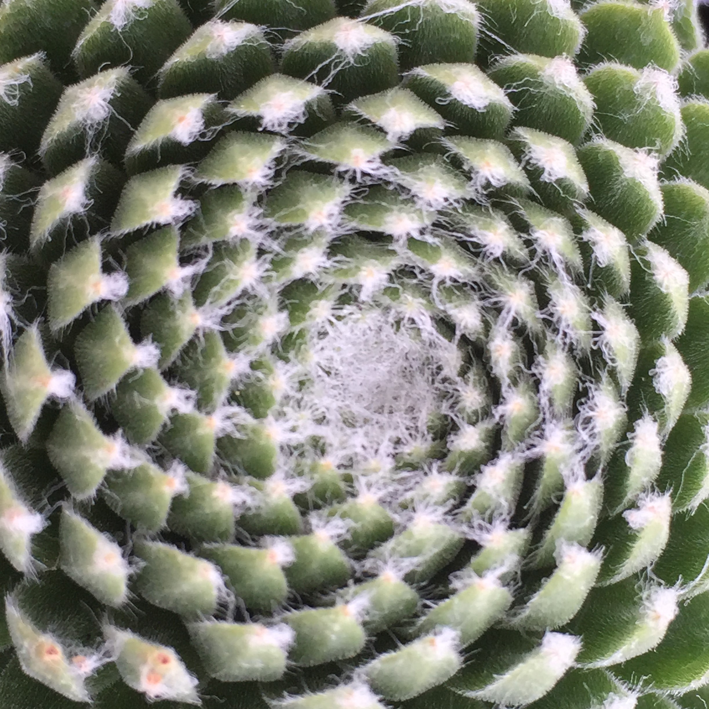 Sempervivum arachnoideum 'Hurricane' - Hens & Chicks (3.5" Pot) - Image 3