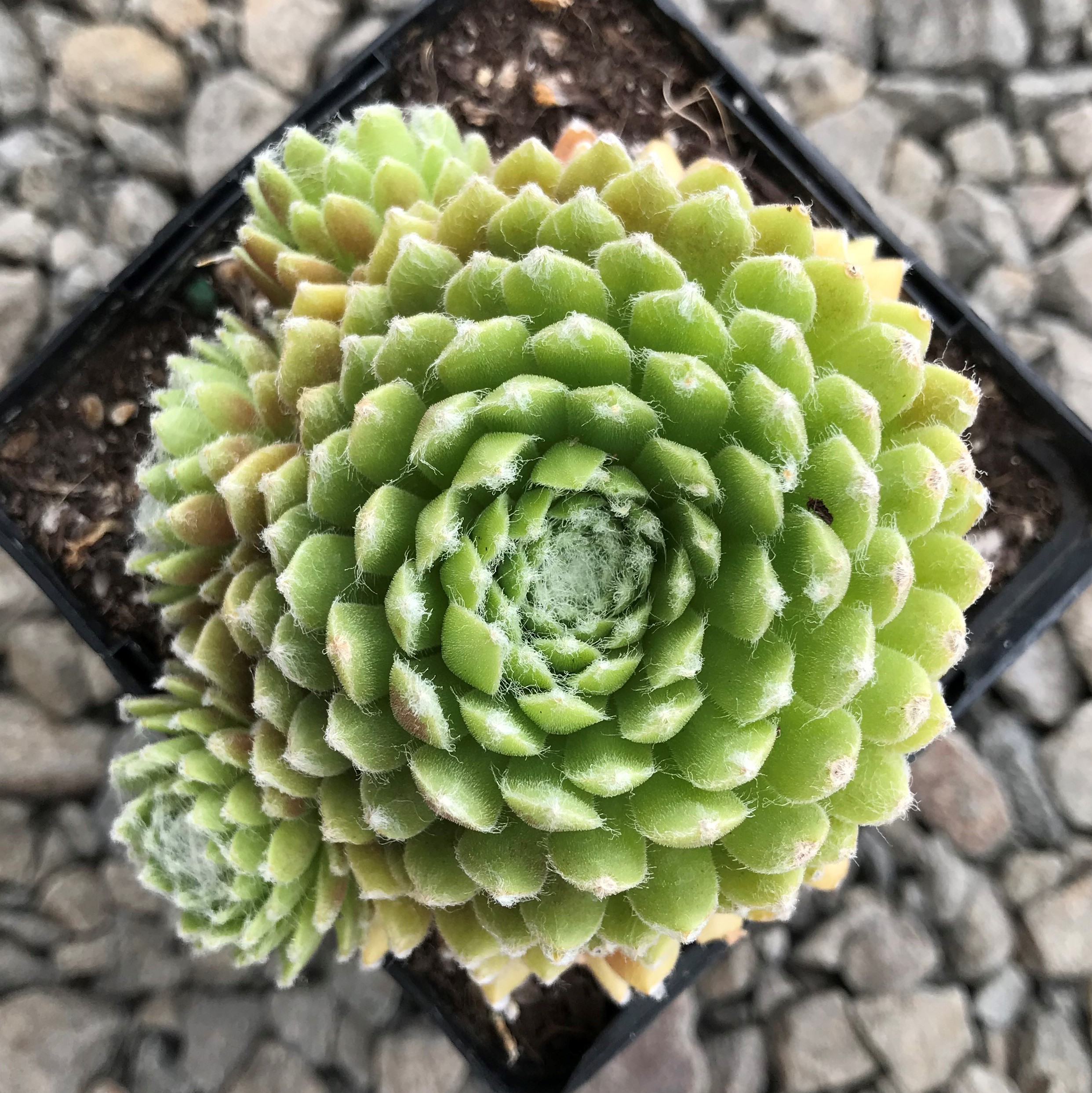 Sempervivum arachnoideum 'Hurricane' - Hens & Chicks (3.5" Pot)