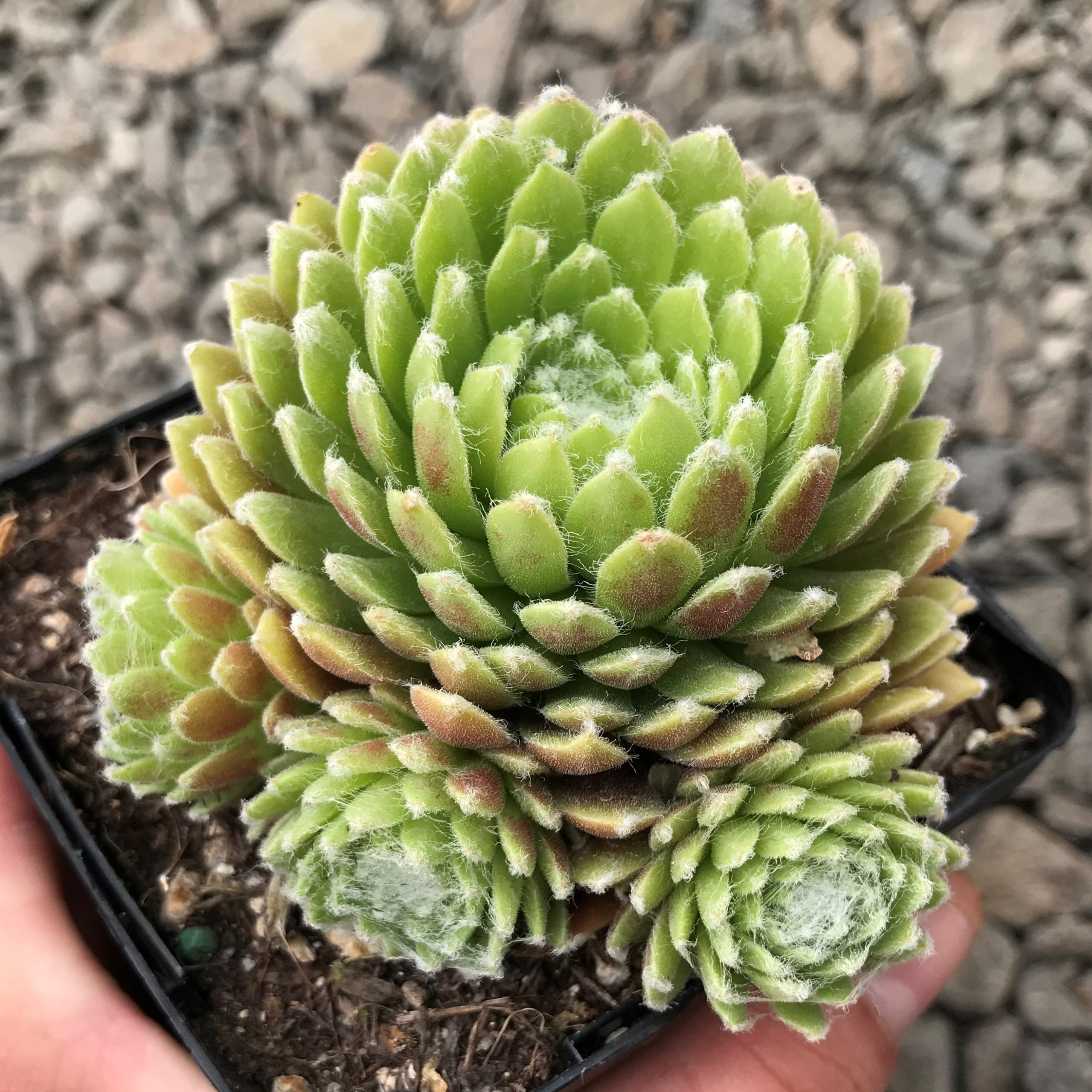 Sempervivum arachnoideum 'Hurricane' - Hens & Chicks (3.5" Pot) - Image 2