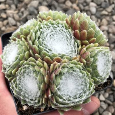 Sempervivum arachnoideum 'Spumanti' - Hens & Chicks (3.5" Pot)