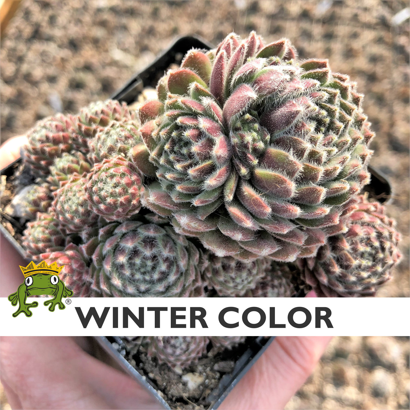 Sempervivum arachnoideum - Hens & Chicks (3.5" Pot) - Image 5