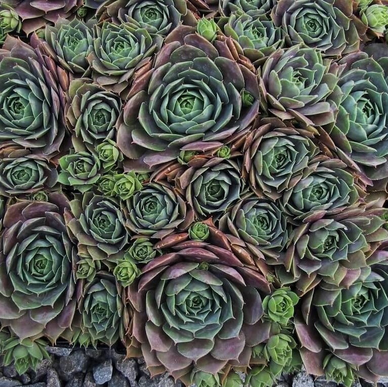 Sempervivum tectorum 'Emerald Empress' - Hens & Chicks (3.5" Pot) - Image 7